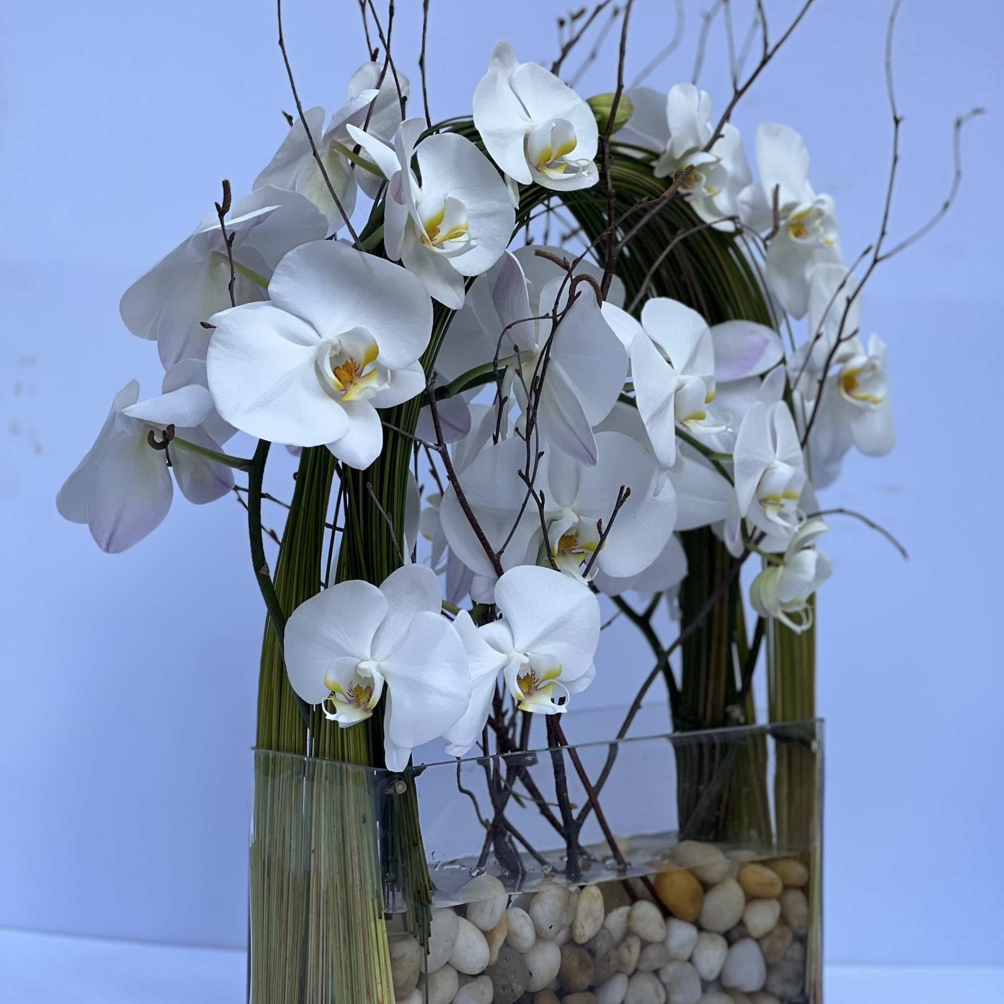 Elegant display of 4 stems long draping phalaenopsis orchid captured by Australian, photo 3 of 4