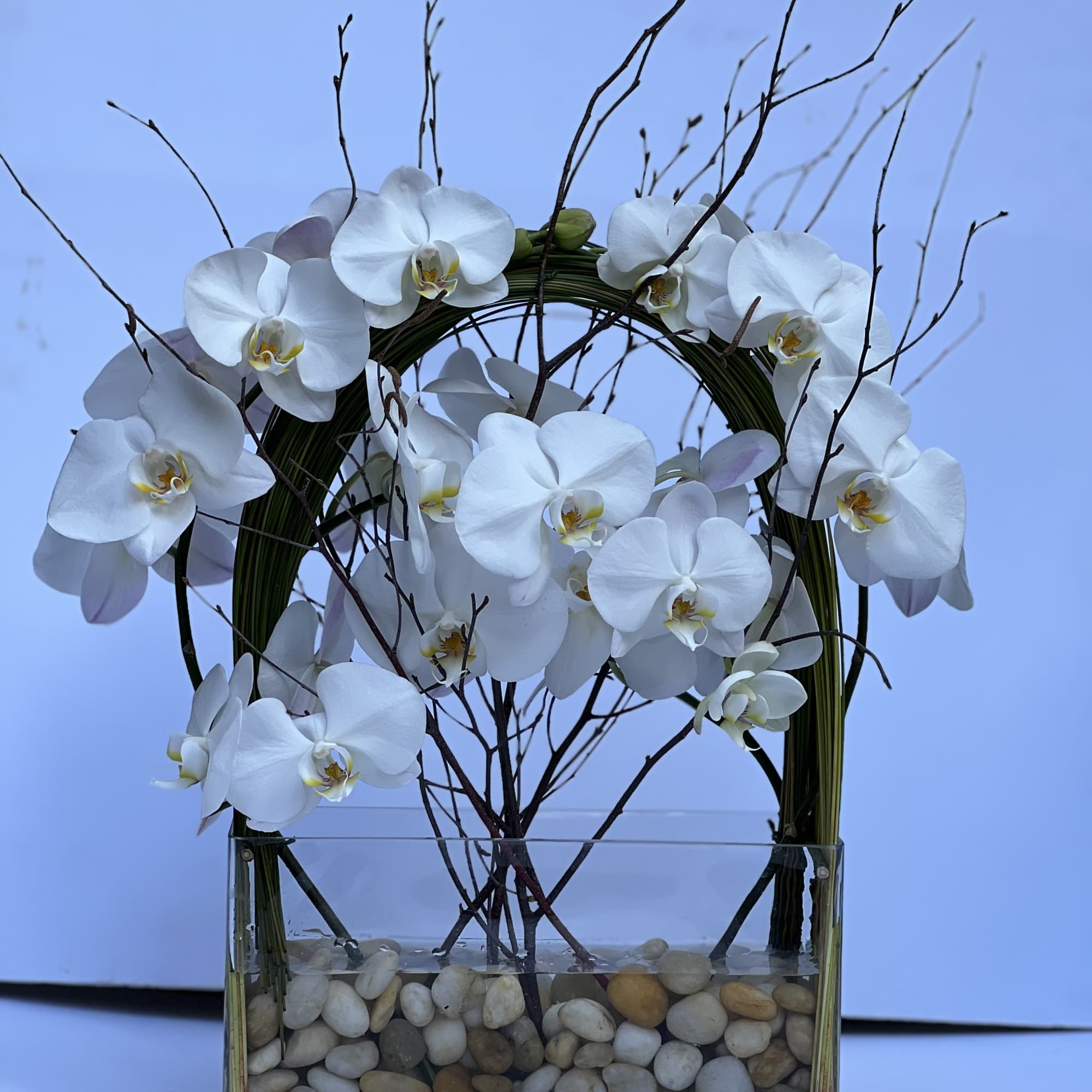 Elegant display of 4 stems long draping phalaenopsis orchid captured by Australian