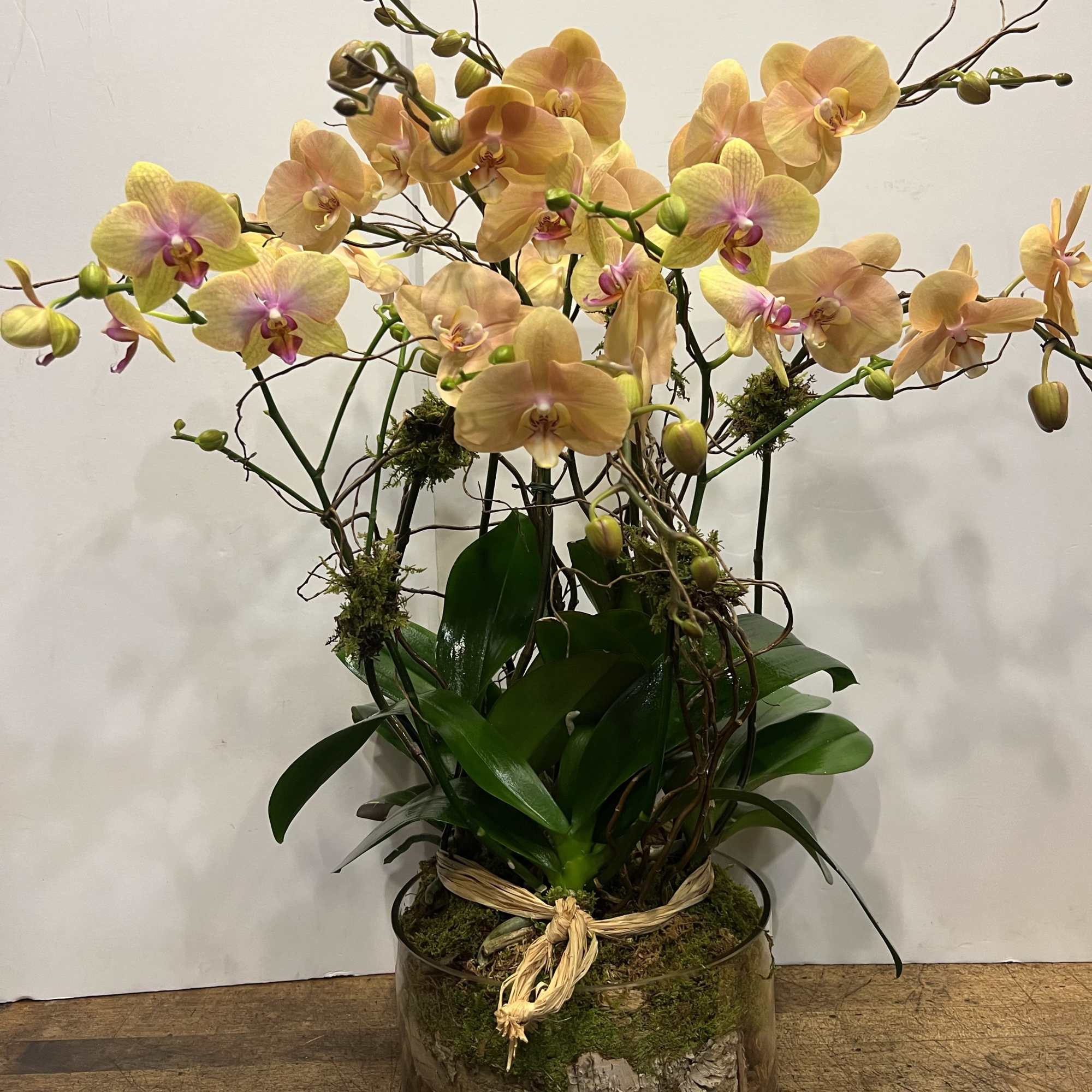 Eight long draping stem phalaenopsis orchid decorated with three caps of green