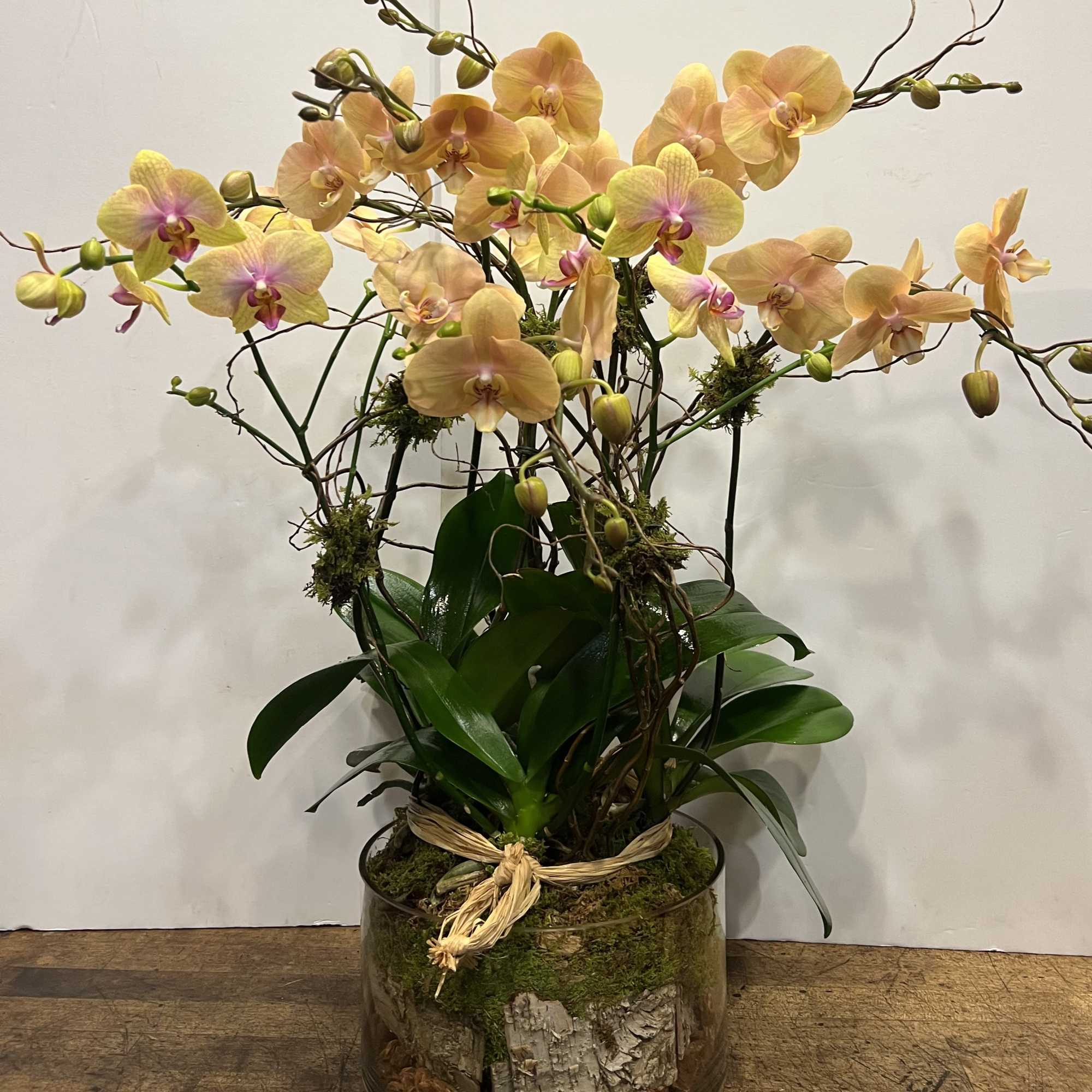 Eight long draping stem phalaenopsis orchid decorated with three caps of green, photo 3 of 3