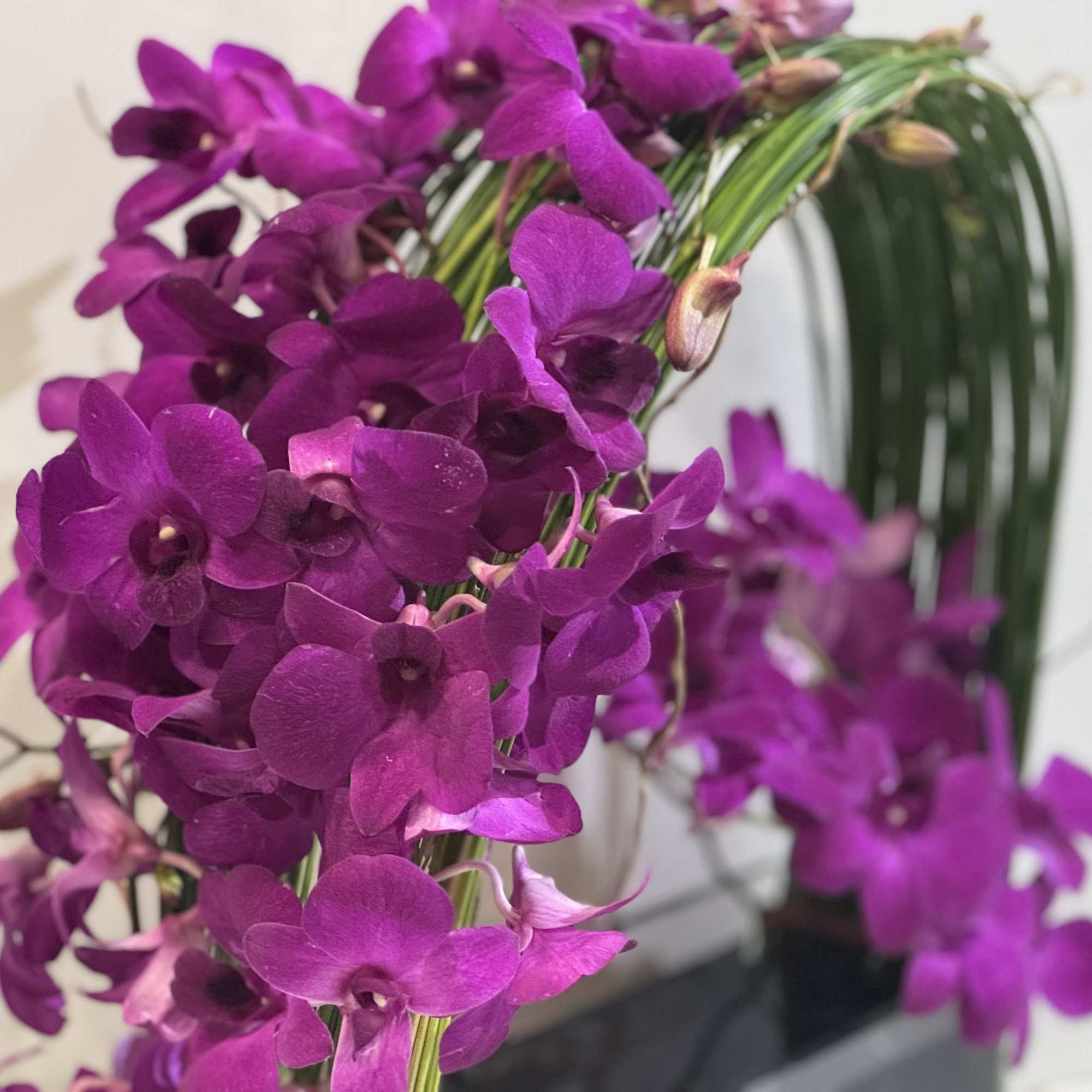 Elegant display of 4 stems long draping dendrobiums orchid captured by Australian, photo 4 of 6