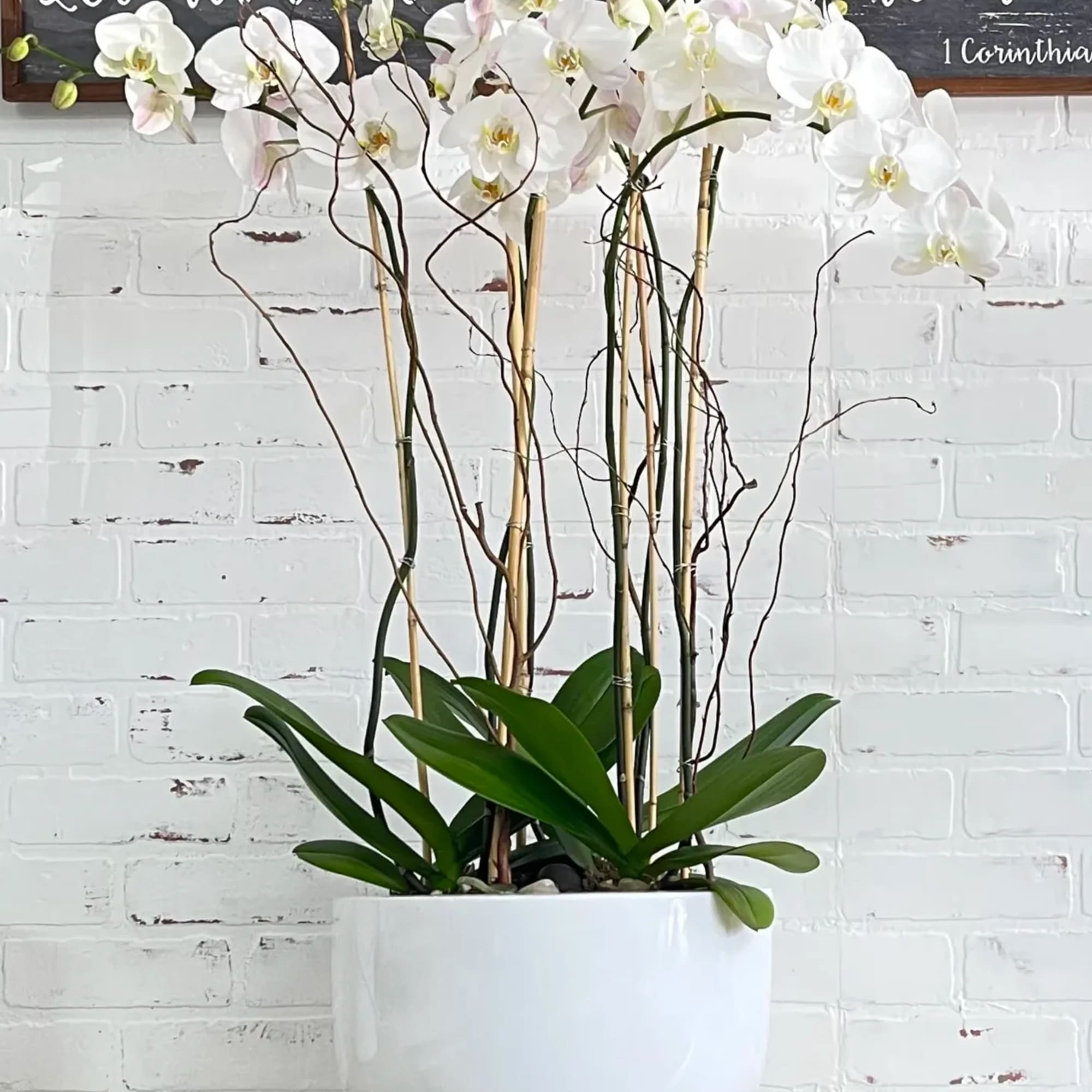White orchid arrangement in a white pot