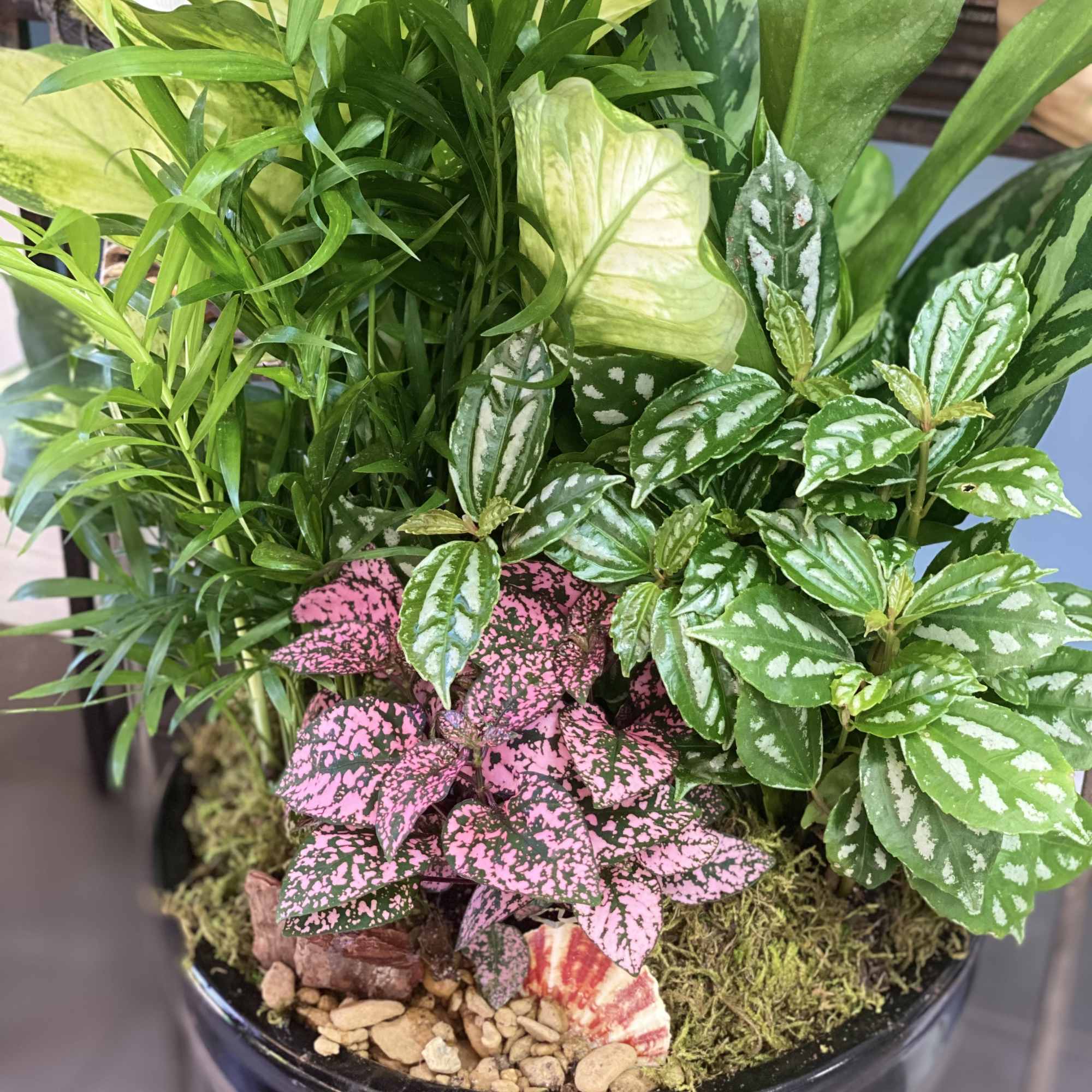 Mixed potted foliage arrangement with pink and green leaves in a black bowl
