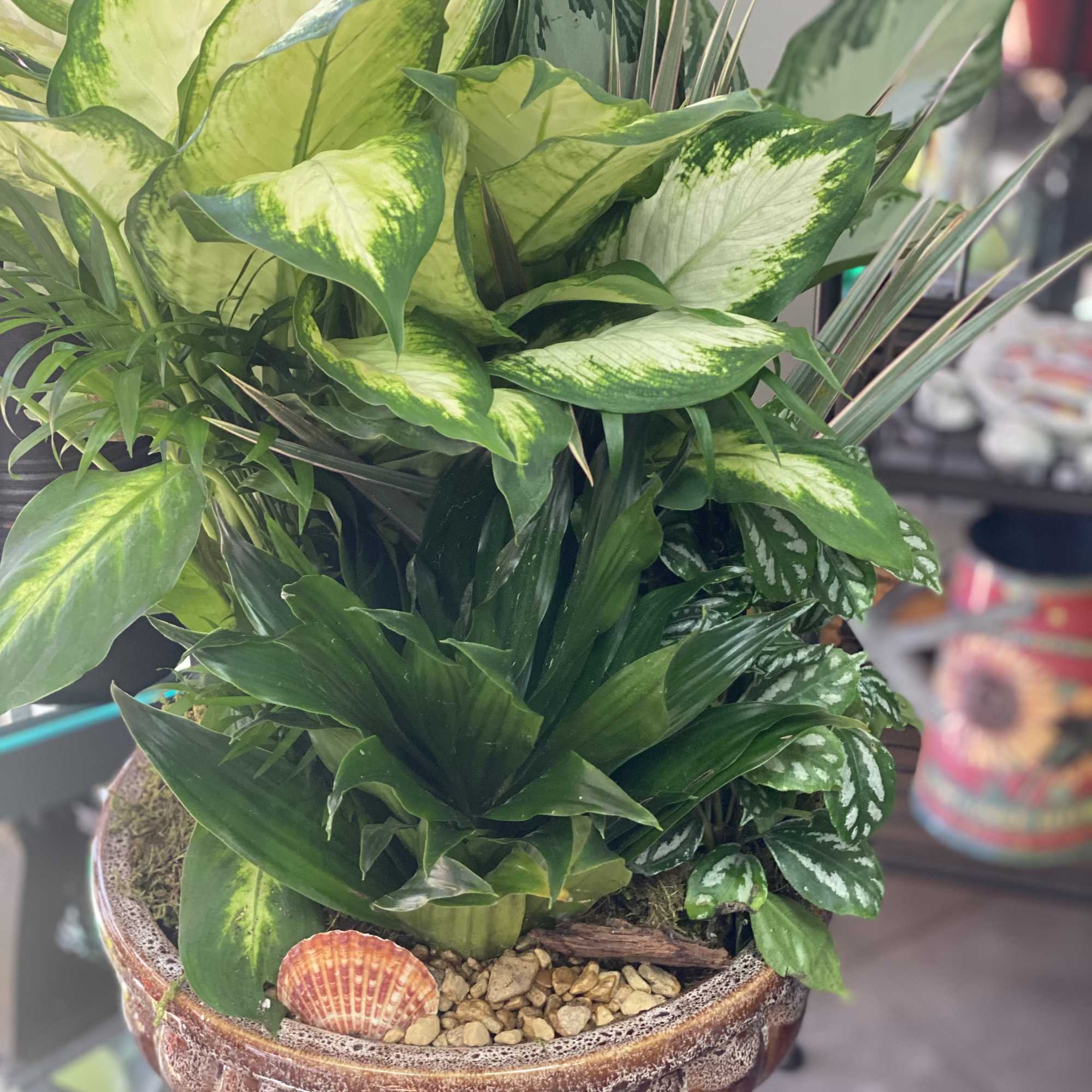 Mixed green houseplant arrangement in a decorative ceramic bowl