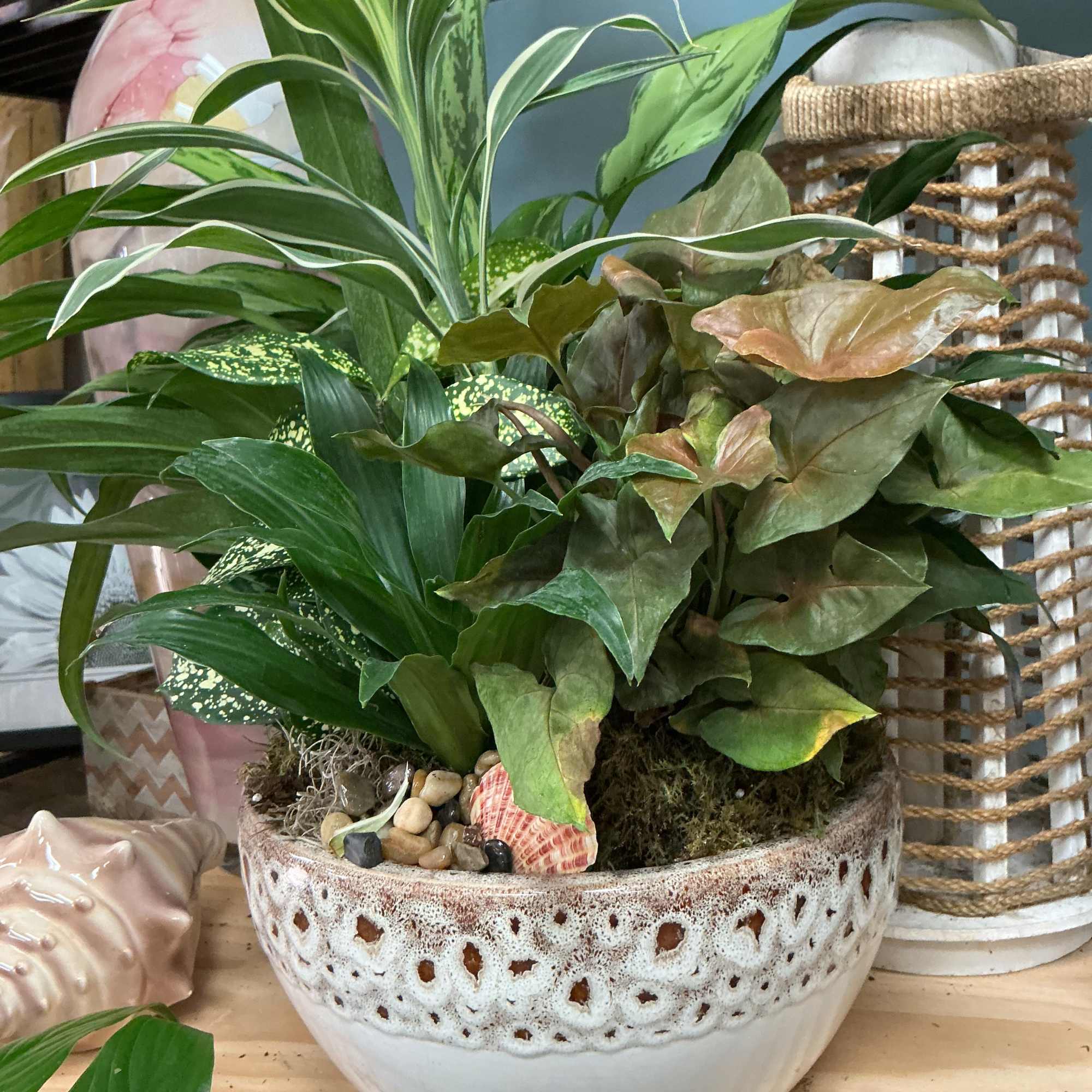 Mixed potted houseplants in a decorative ceramic bowl
