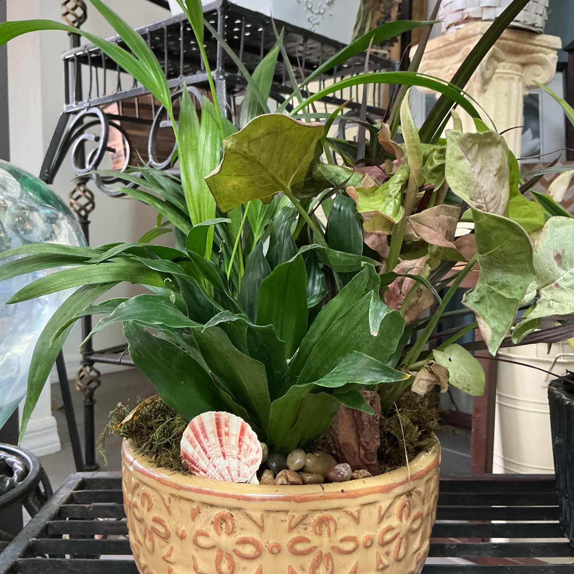Potted mixed foliage arrangement in a decorative ceramic bowl with shells