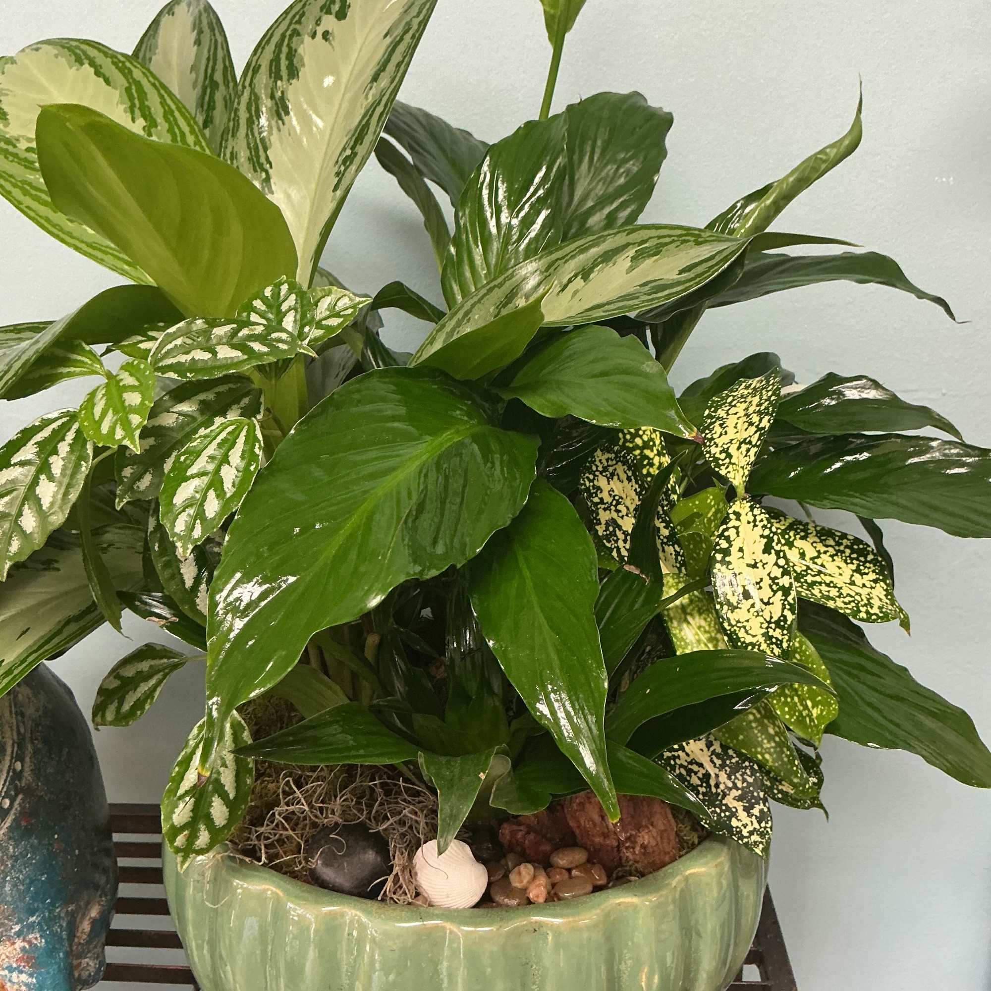 Mixed green houseplants arranged in a glossy ceramic planter