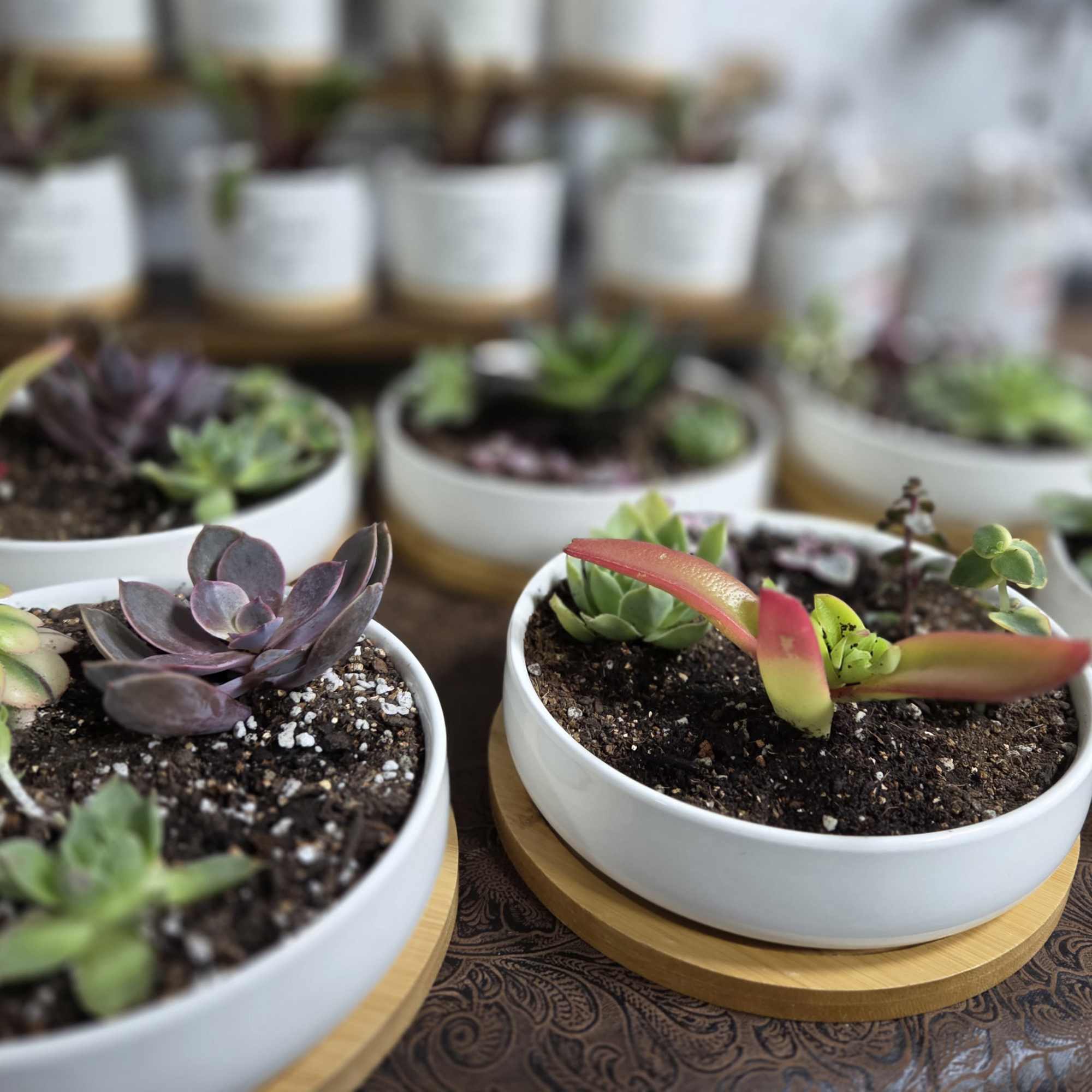 Several small succulent plants in white round pots on wooden trays