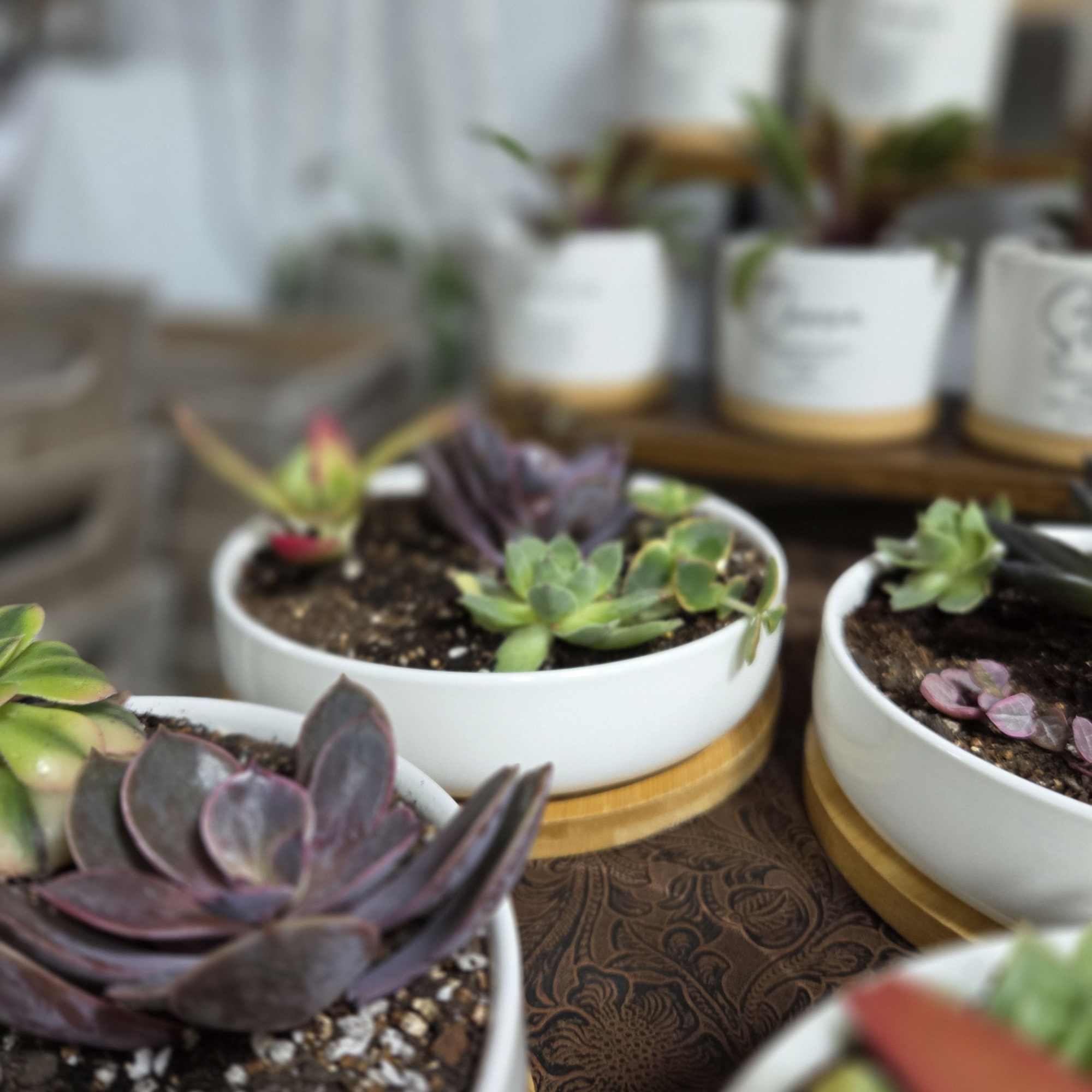 Small succulent plants in white bowls on a table