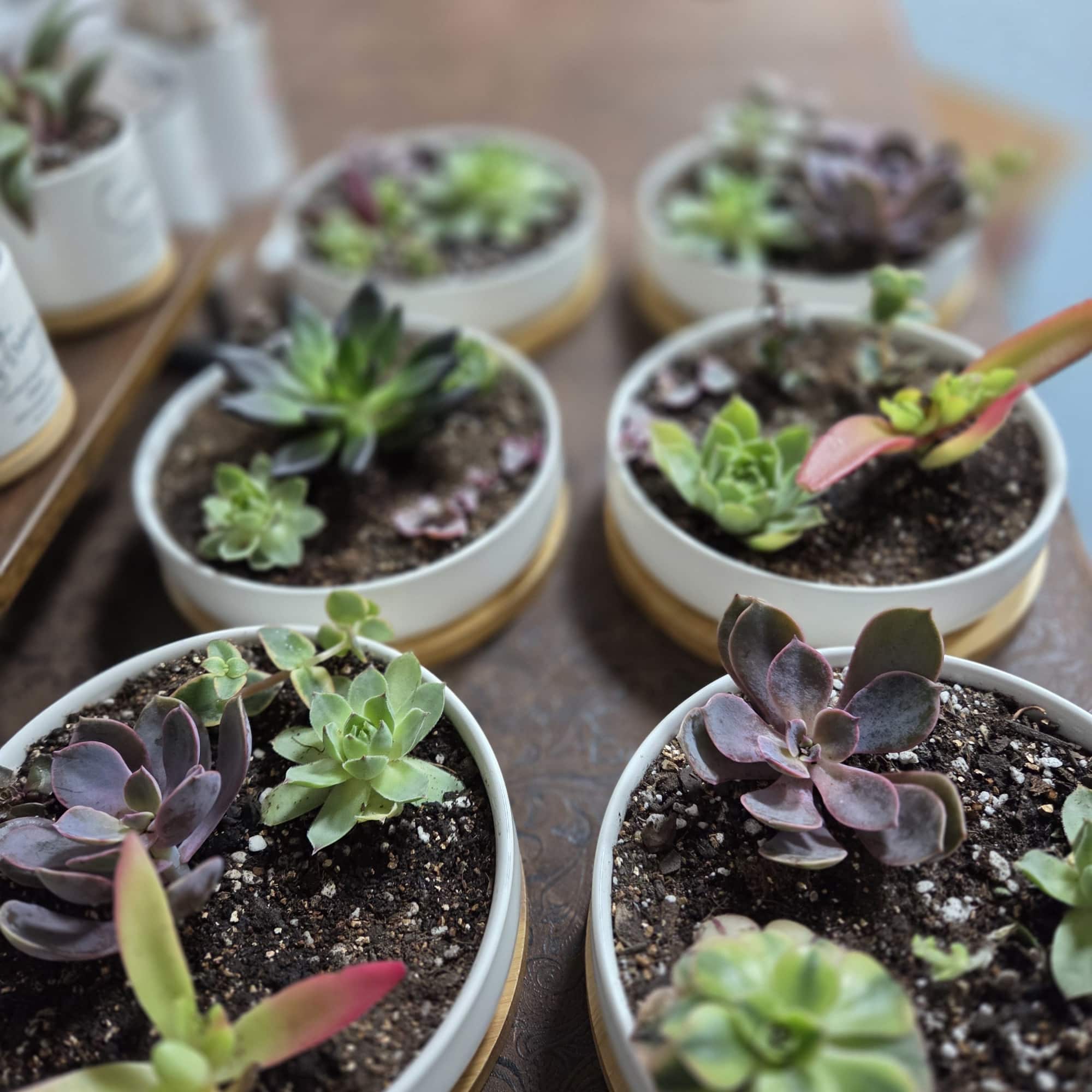 Small potted succulents in white containers arranged on a table