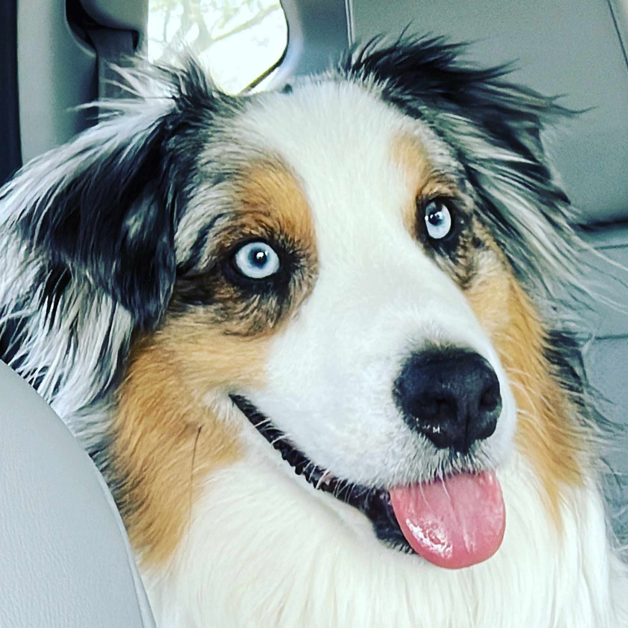Close-up of a blue-eyed dog sitting in a car