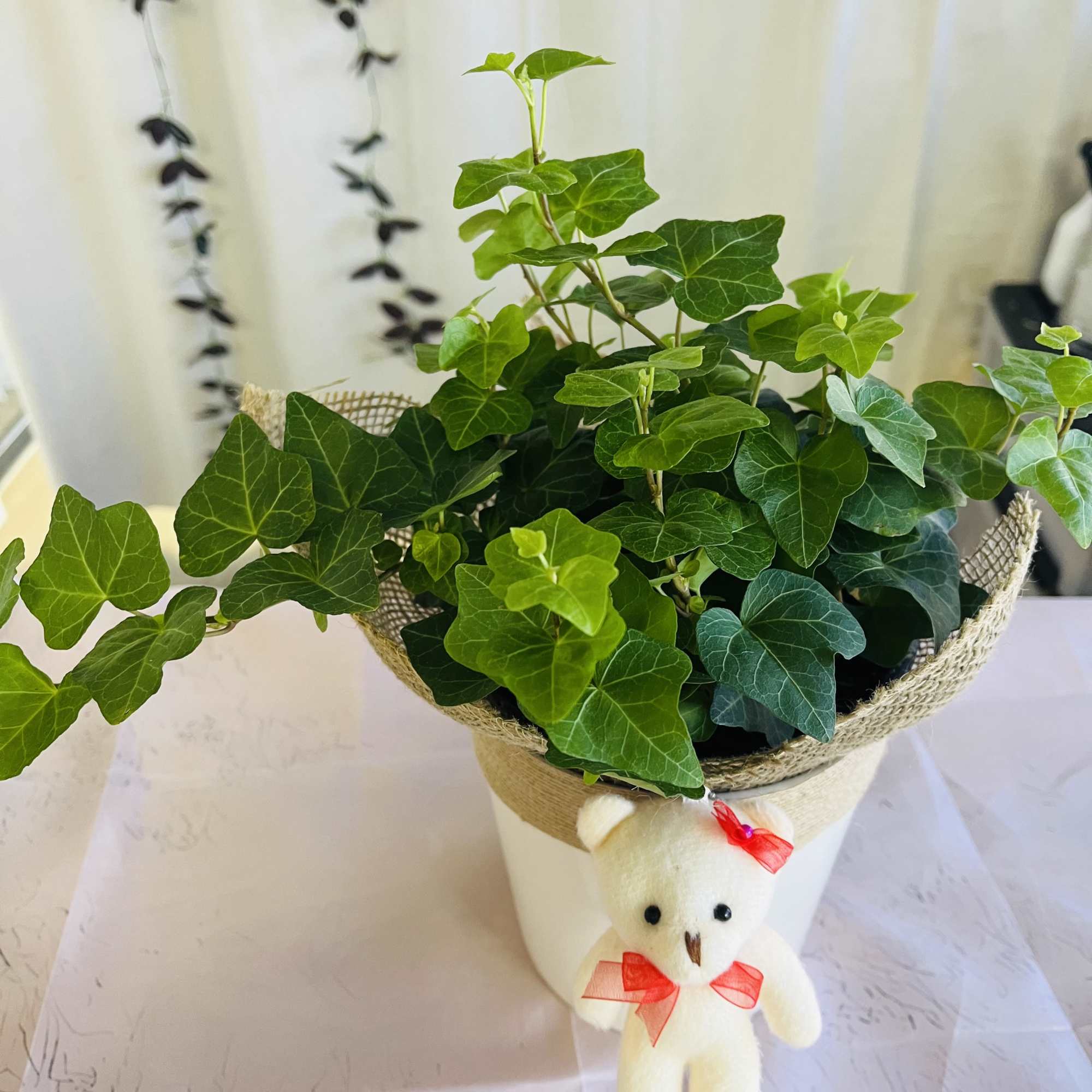 Potted ivy plant in a white container with a small teddy bear attached, photo 2 of 3