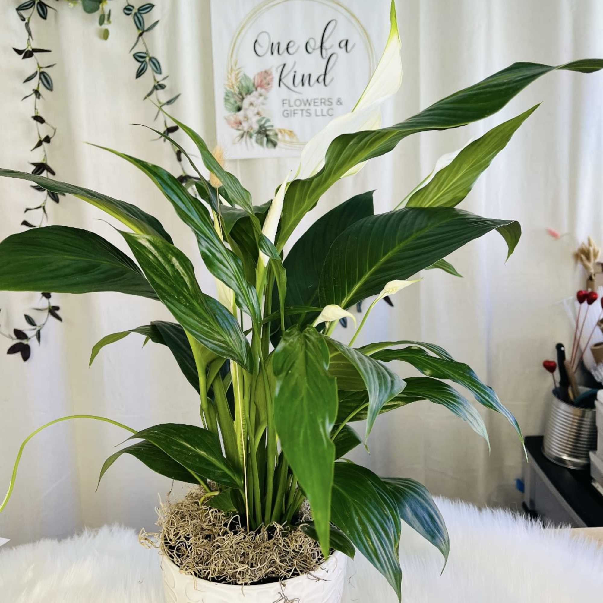Potted green houseplant in a white decorative planter