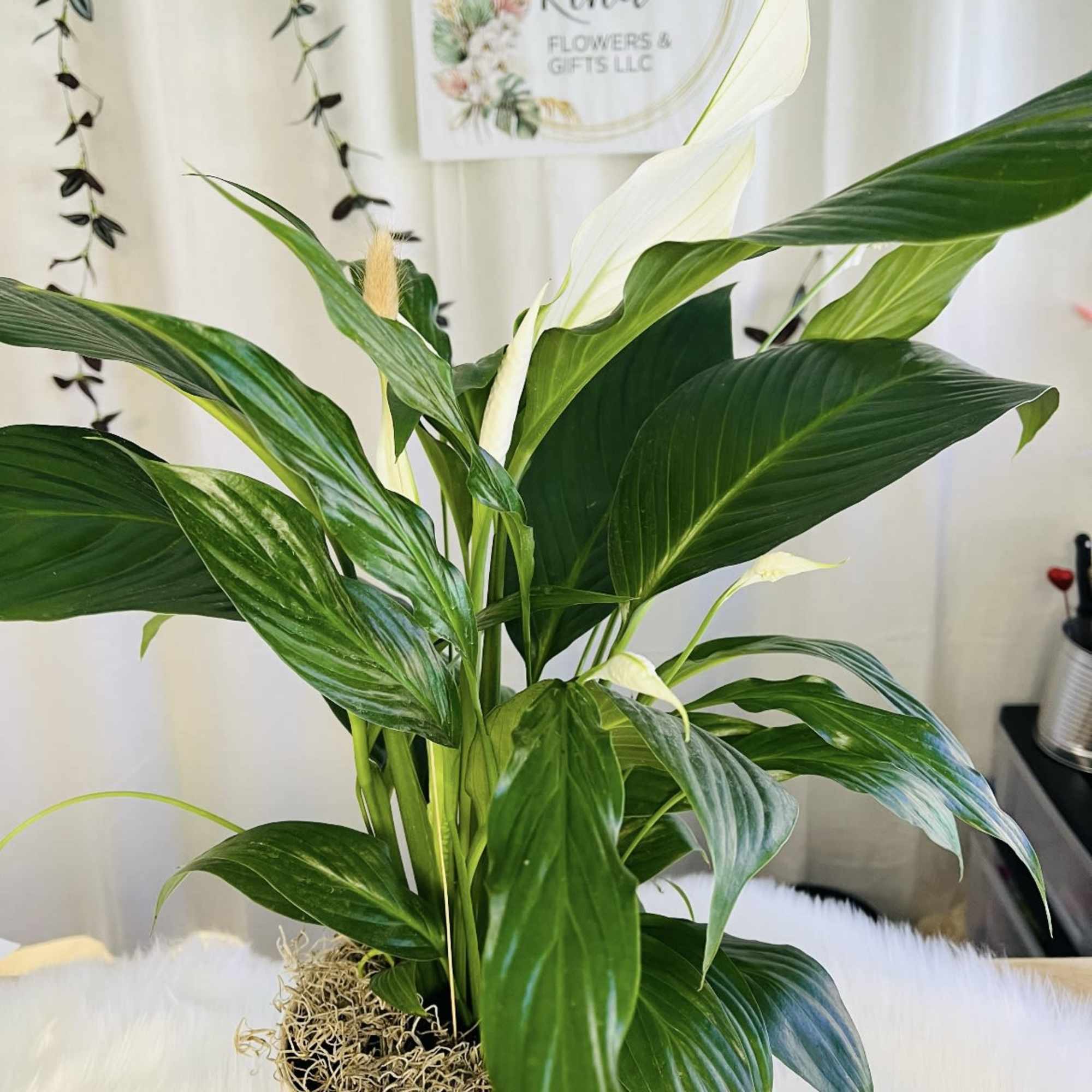 White peace lily plant in a decorative pot