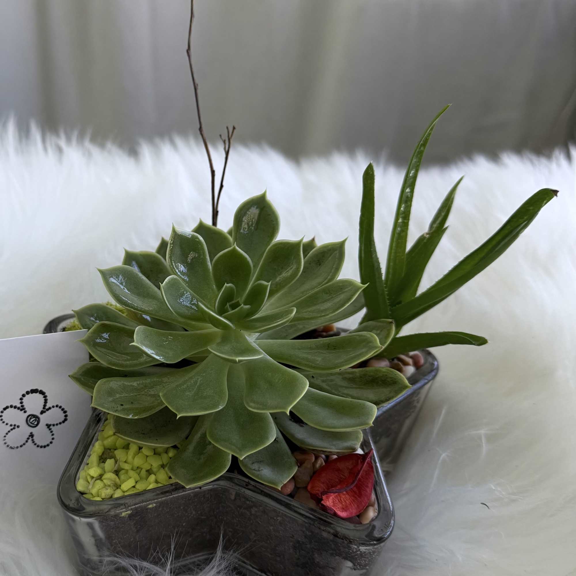 Succulent arrangement in a star-shaped glass container