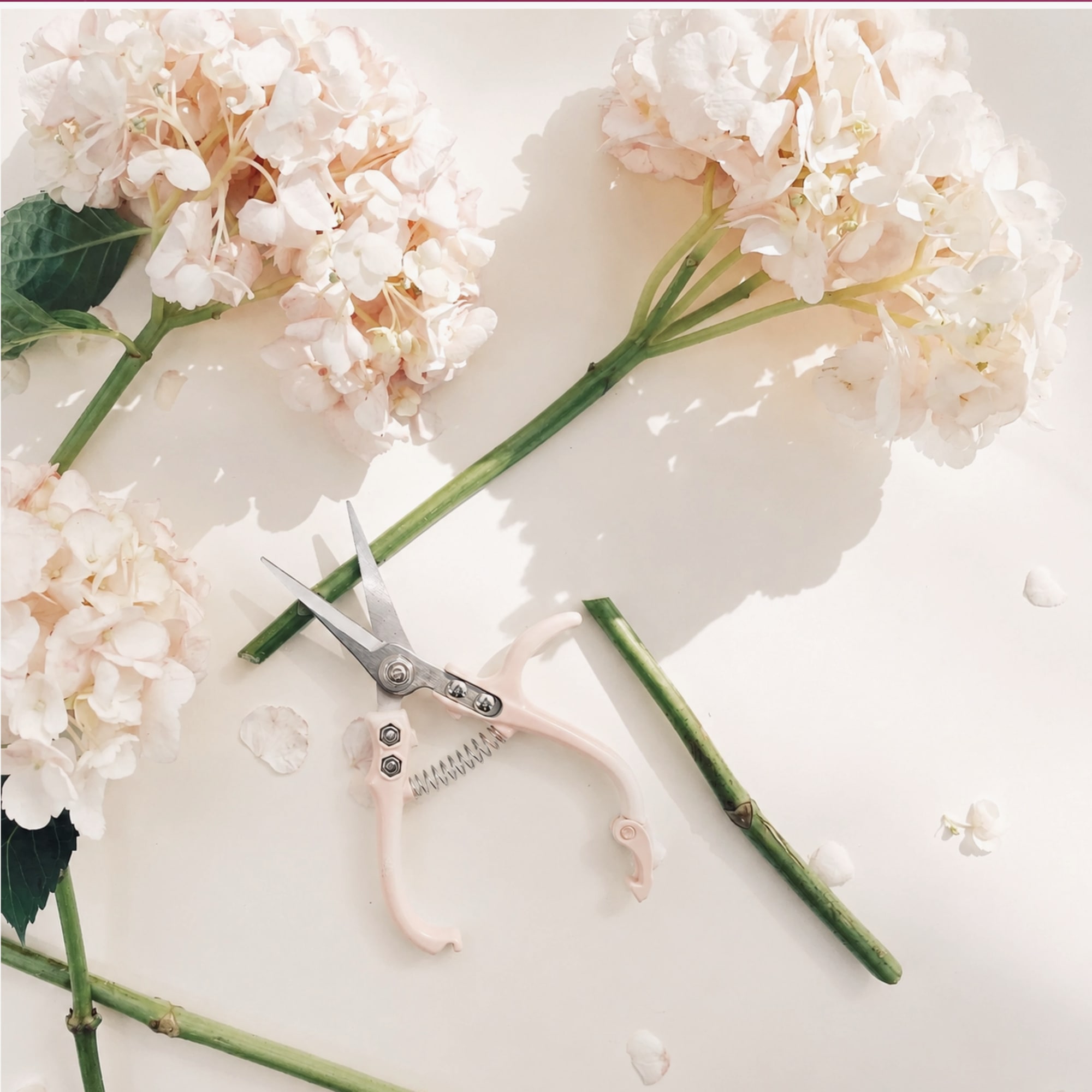 Cut hydrangea stems with pink pruning shears on a white surface