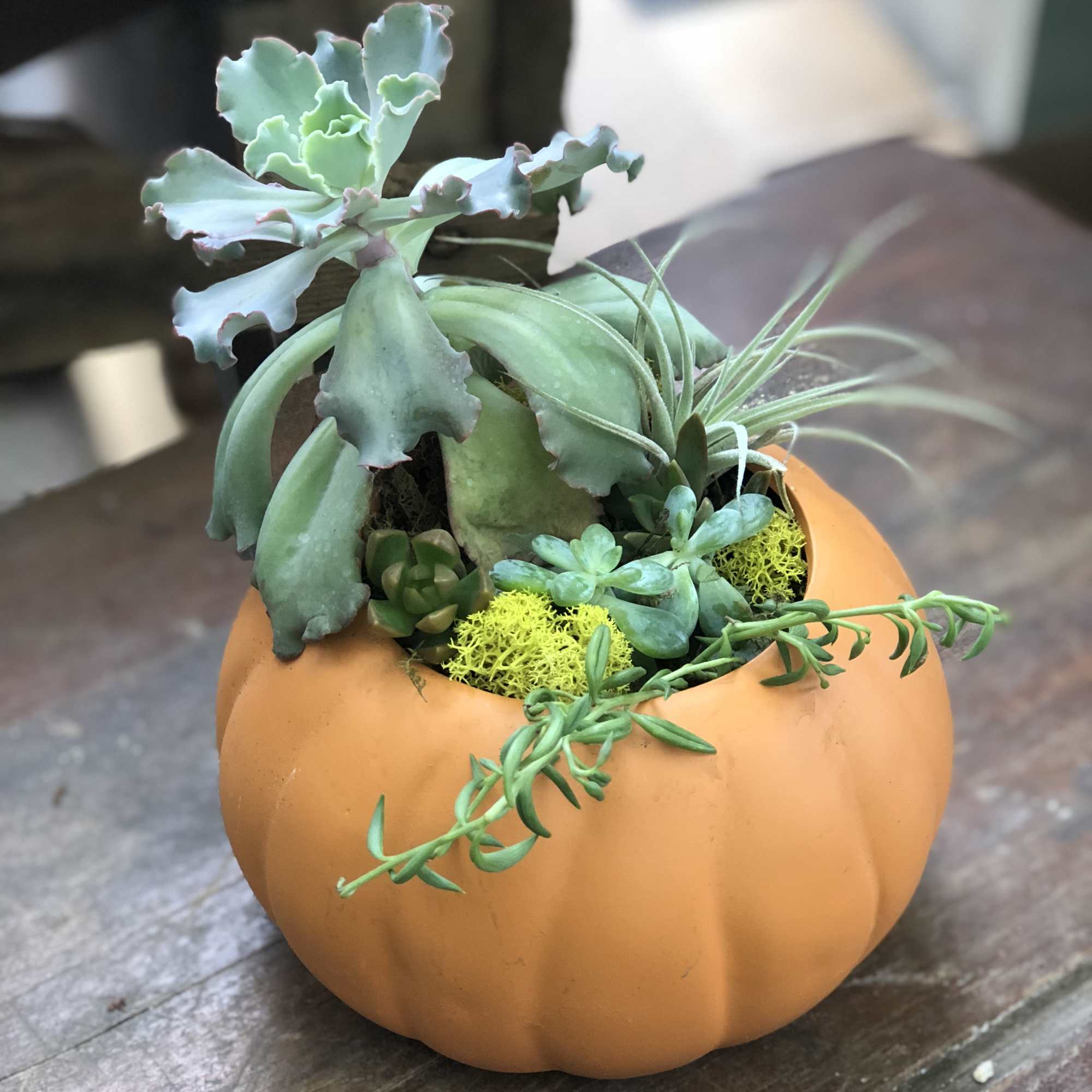 Succulent arrangement in an orange pumpkin-shaped container, photo 2 of 3