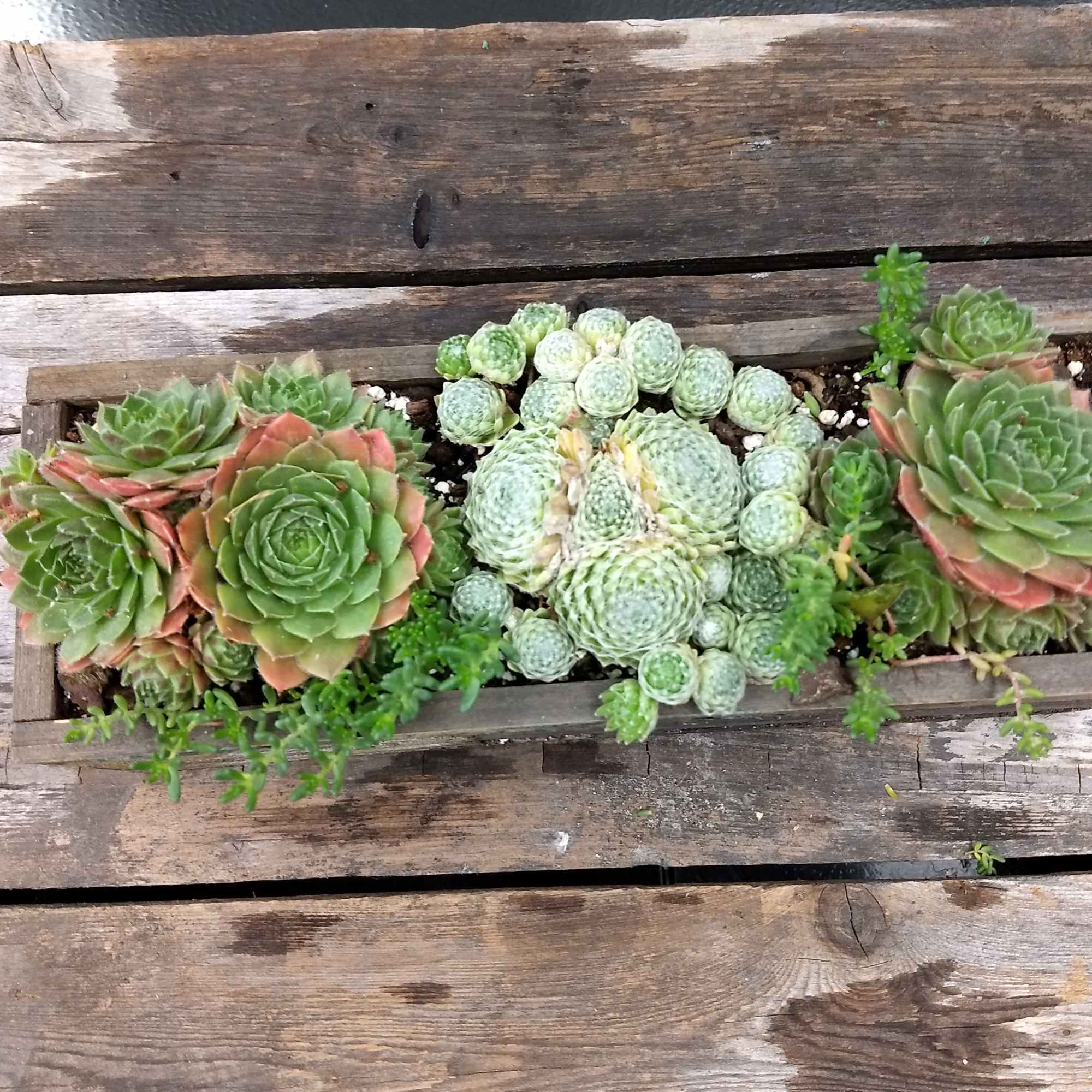 Succulent arrangement in a rustic wooden planter box, photo 2 of 3