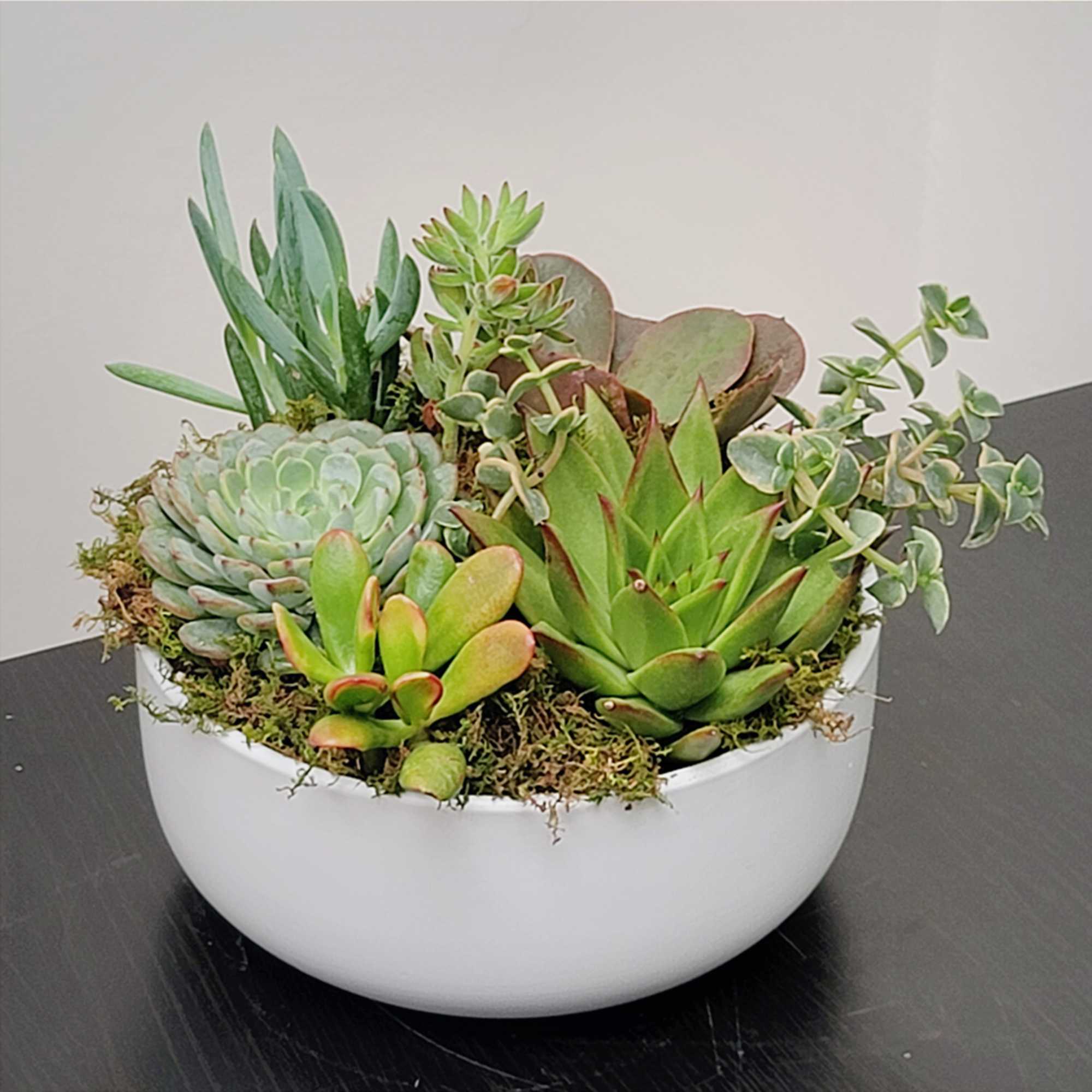 Succulent arrangement in a white bowl planter