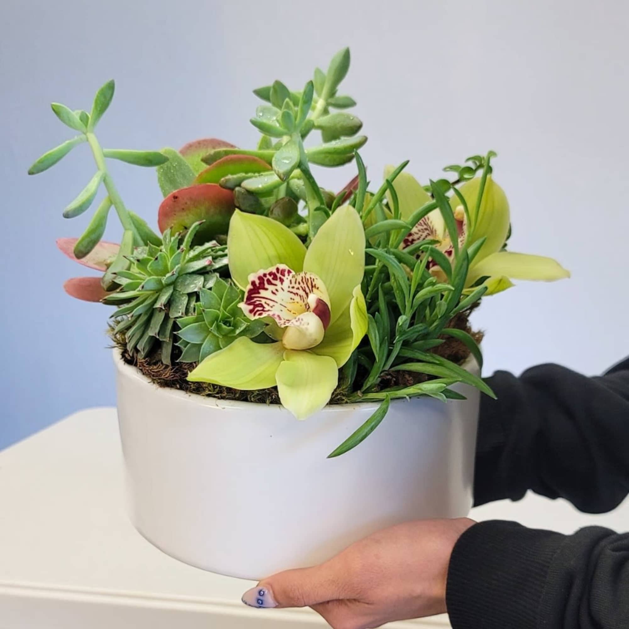 Succulent arrangement with yellow orchids in a white pot