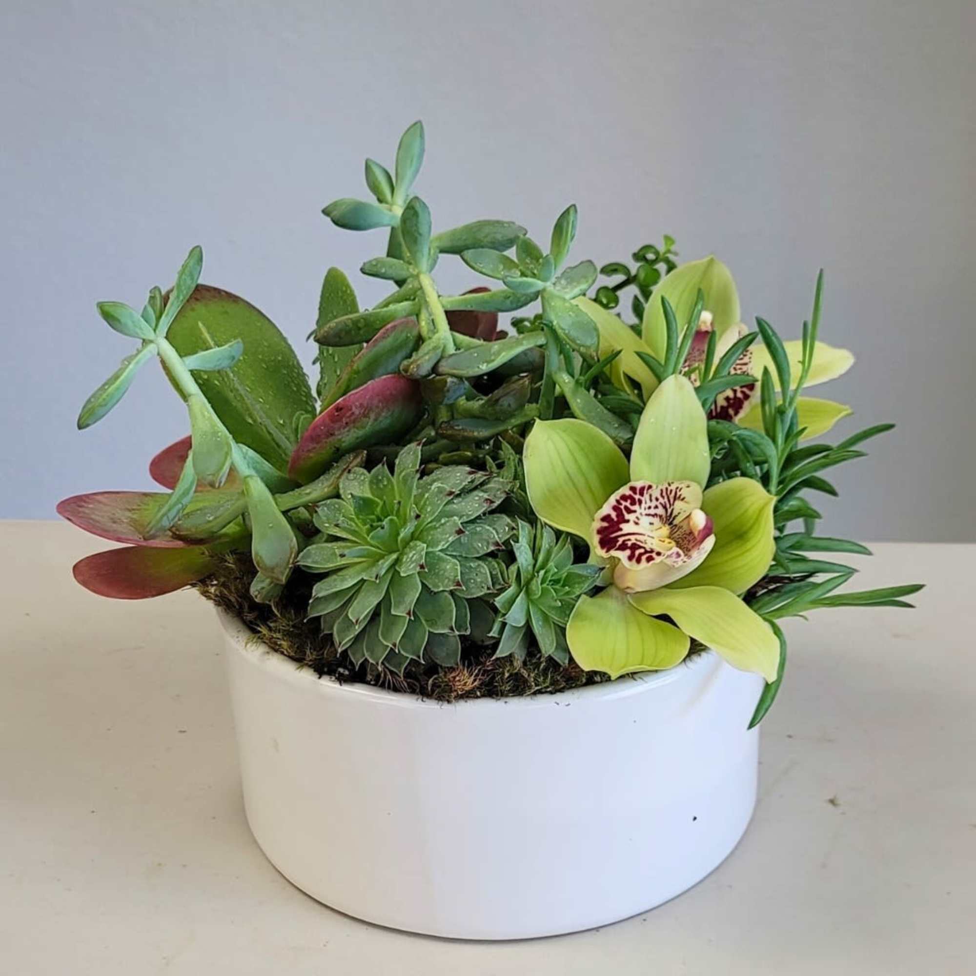 Succulent arrangement with green orchids in a white bowl
