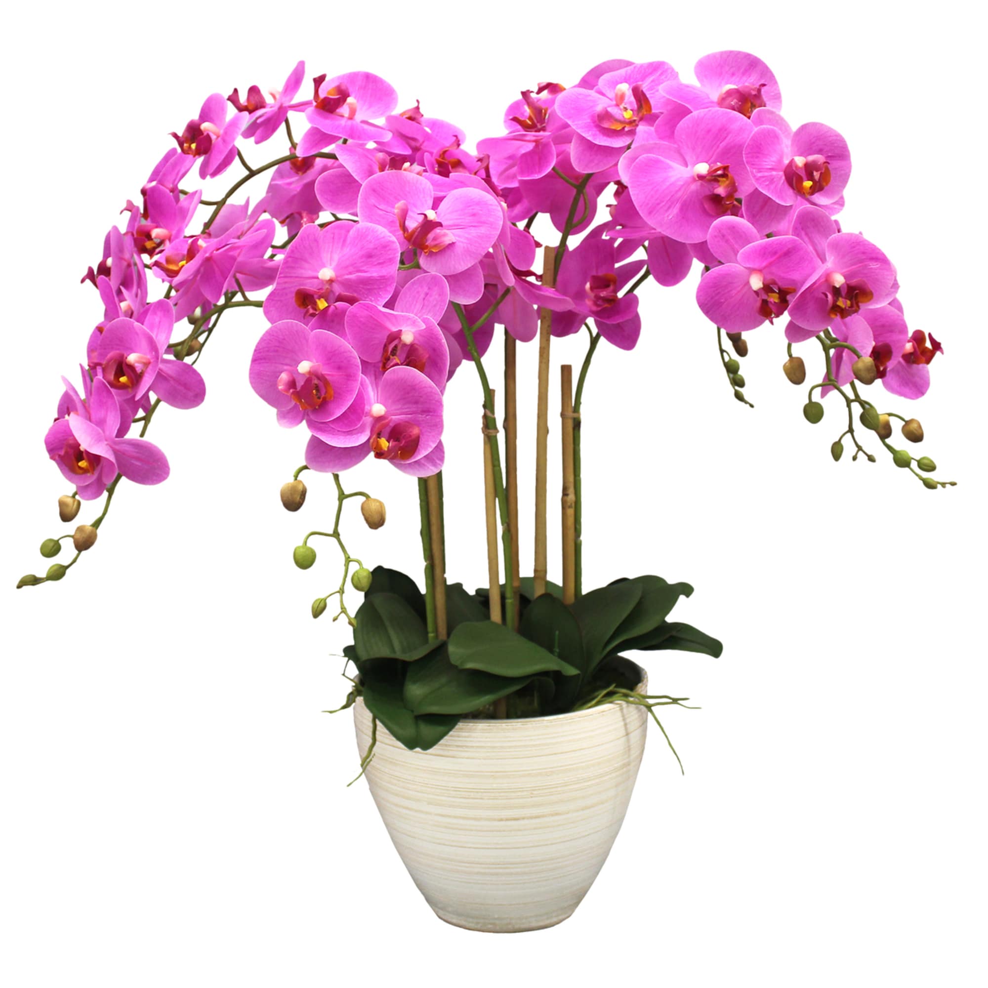 Potted plant with arching stems of bright pink orchids in a cream ceramic pot