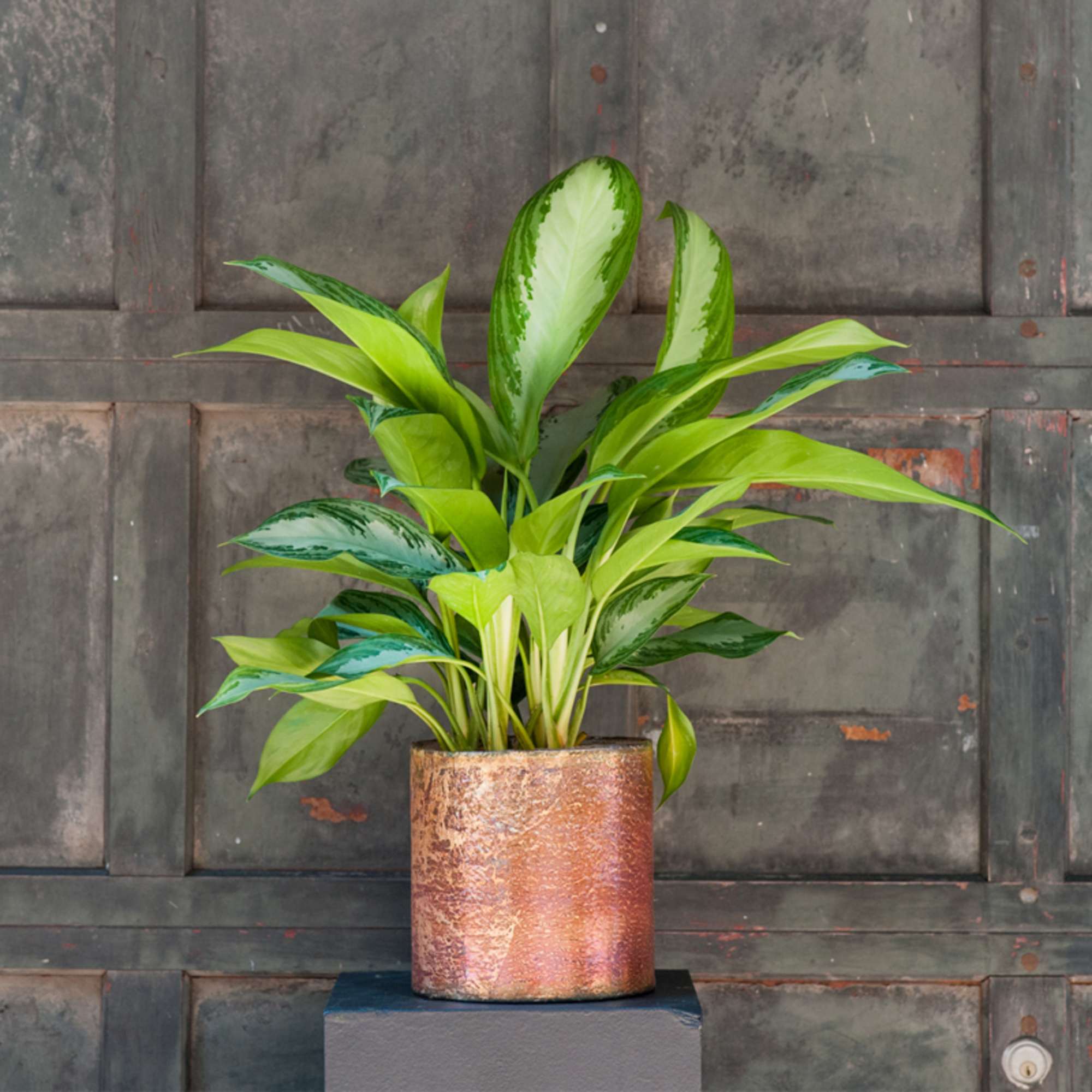 Potted green houseplant in a copper-colored container
