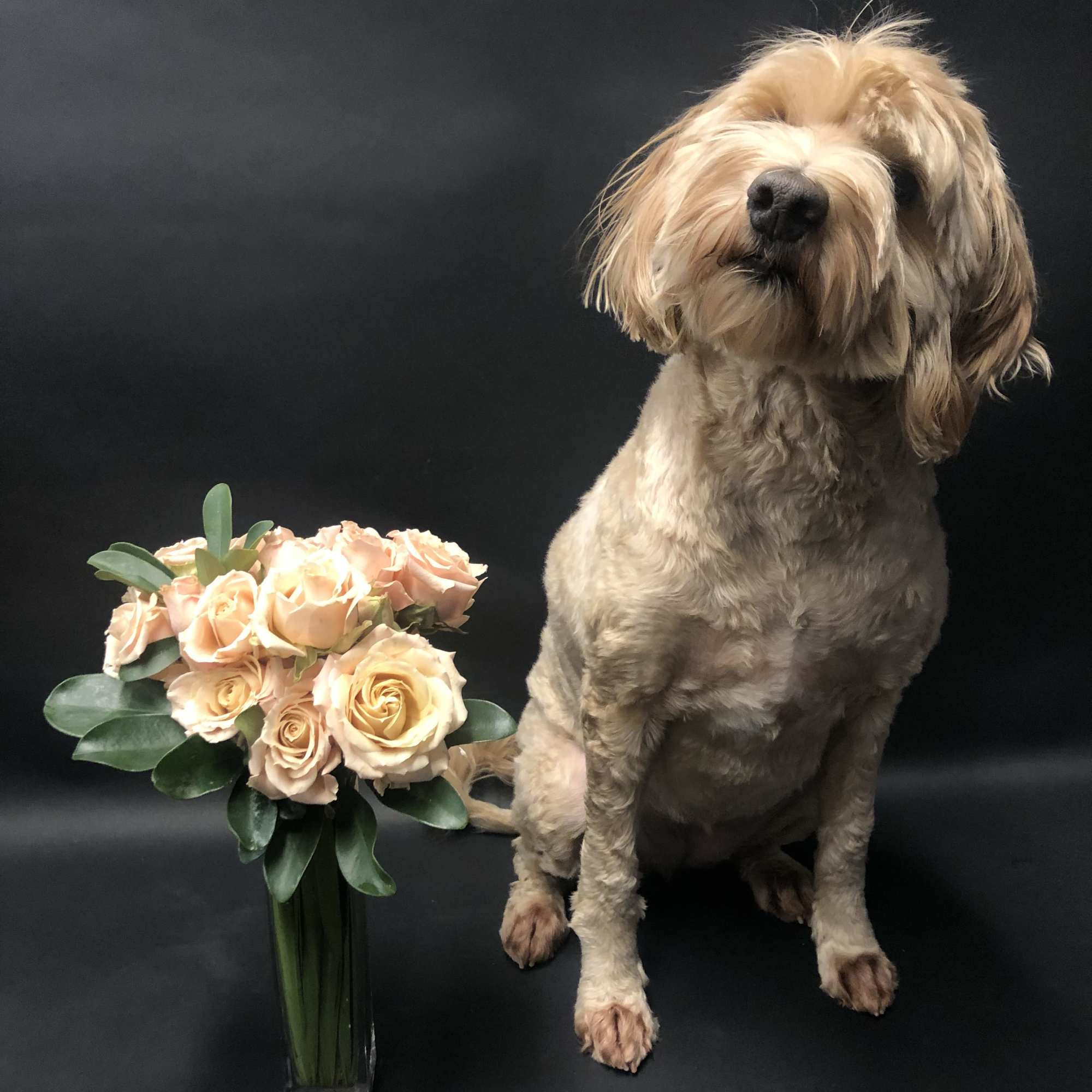 Peach rose bouquet in a clear glass vase beside a seated dog