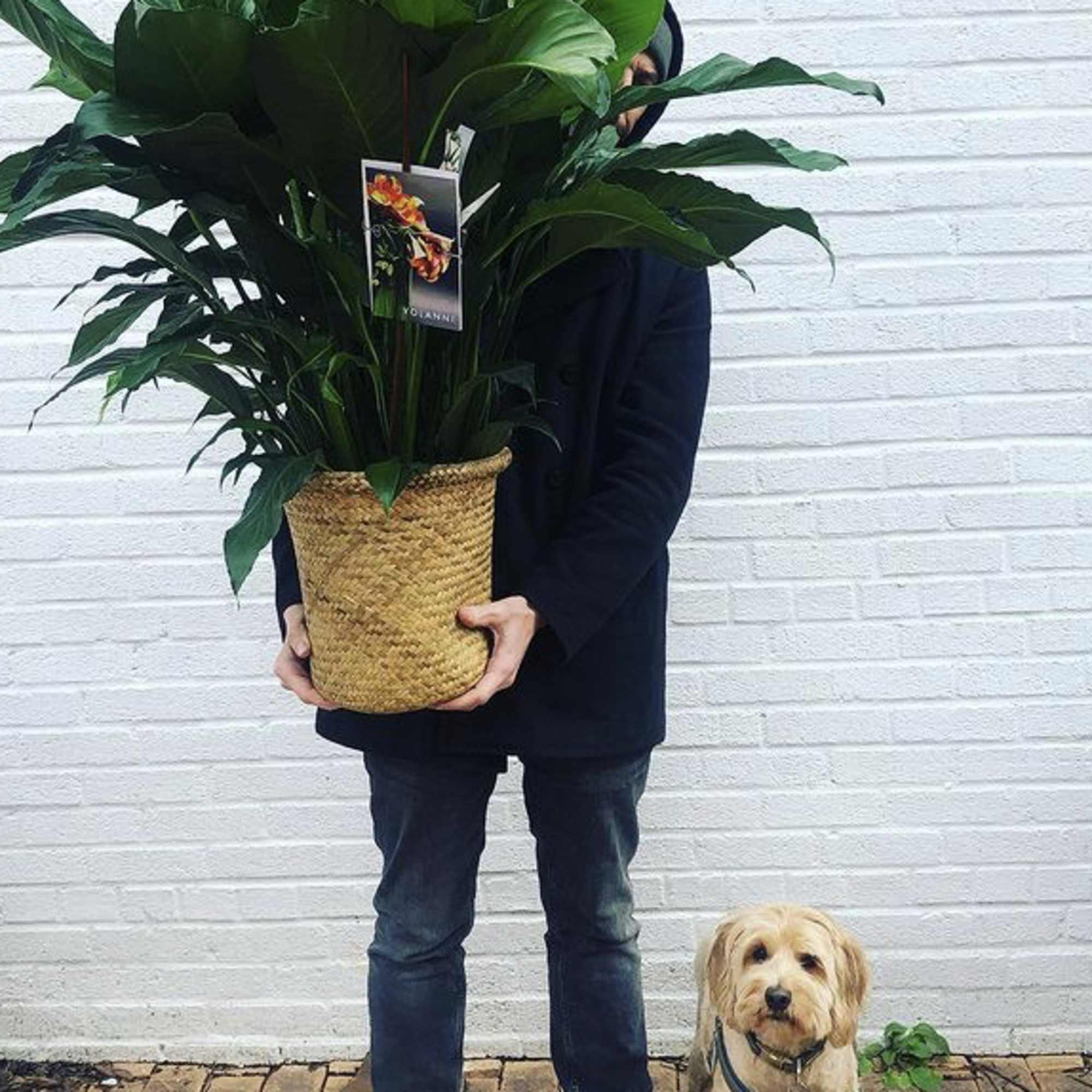 Large potted tropical plant in a woven basket planter
