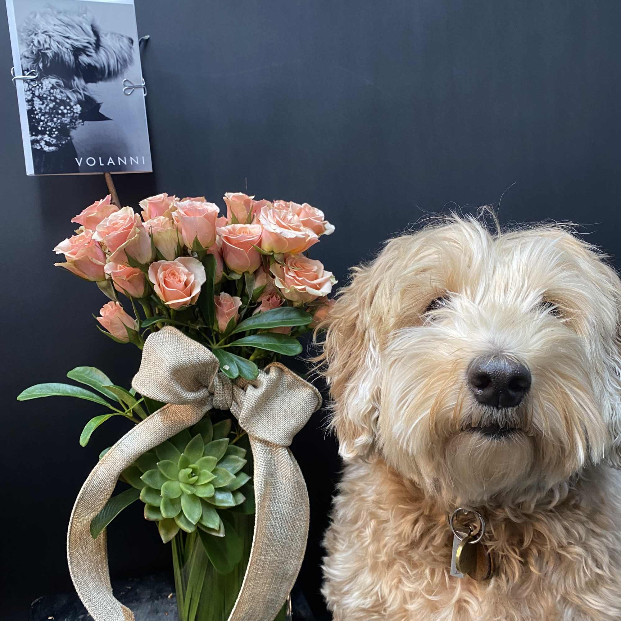 Peach roses in a vase beside a dog
