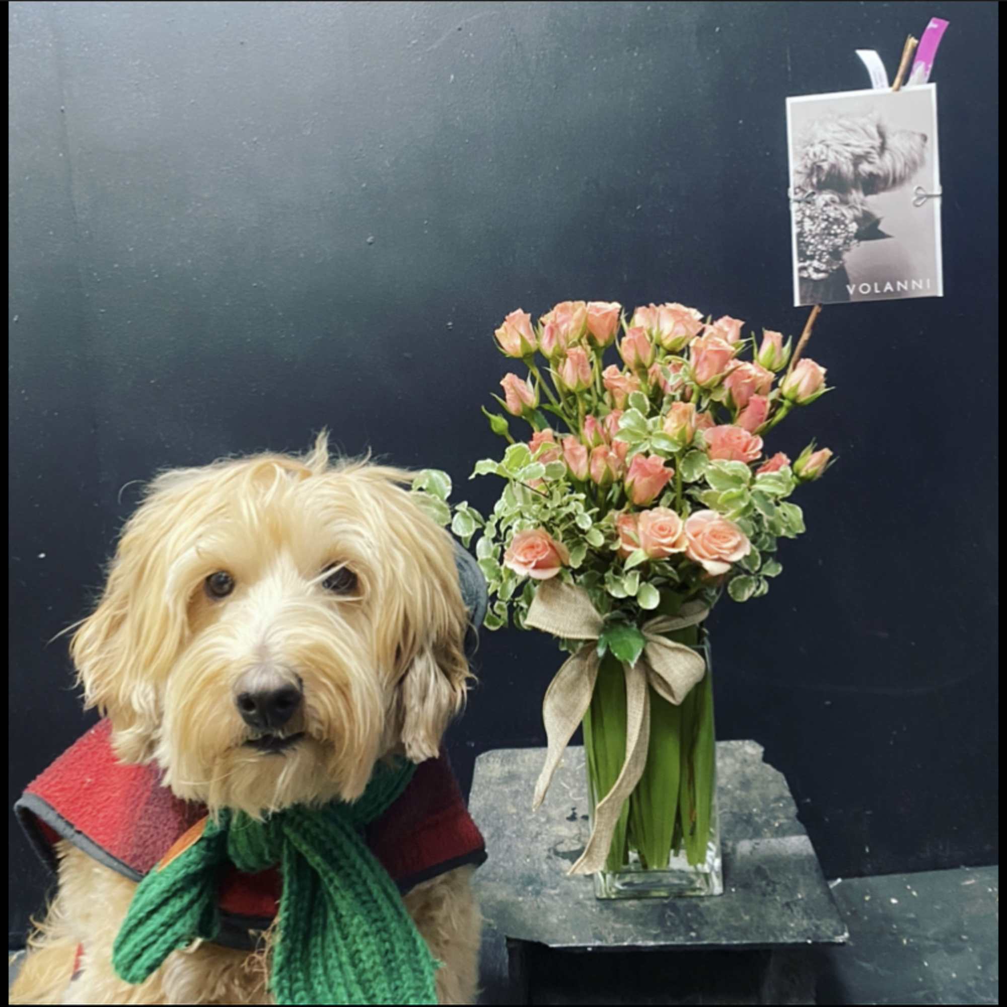 Dog beside a pink rose and spray rose arrangement in a glass vase
