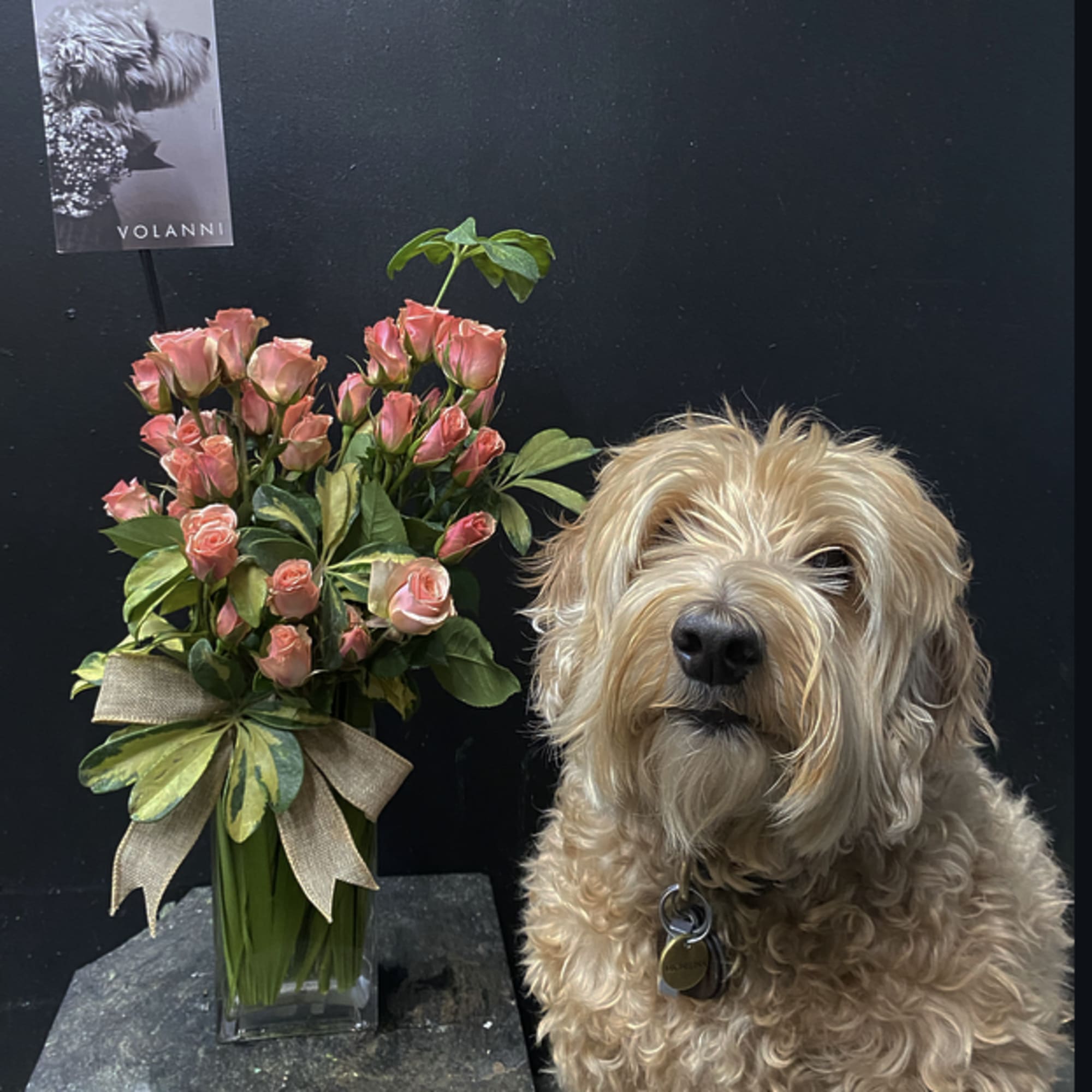 Pink rose bouquet in a clear vase beside a dog