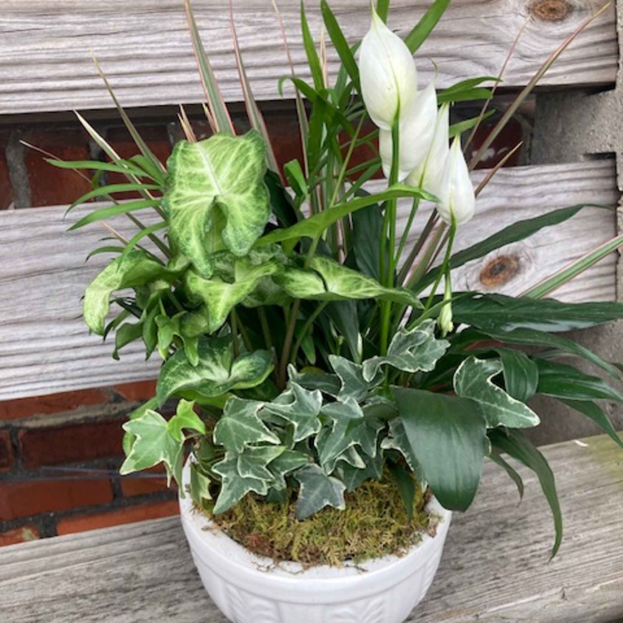 Potted mixed green houseplant garden with white blooms in a white ceramic bowl