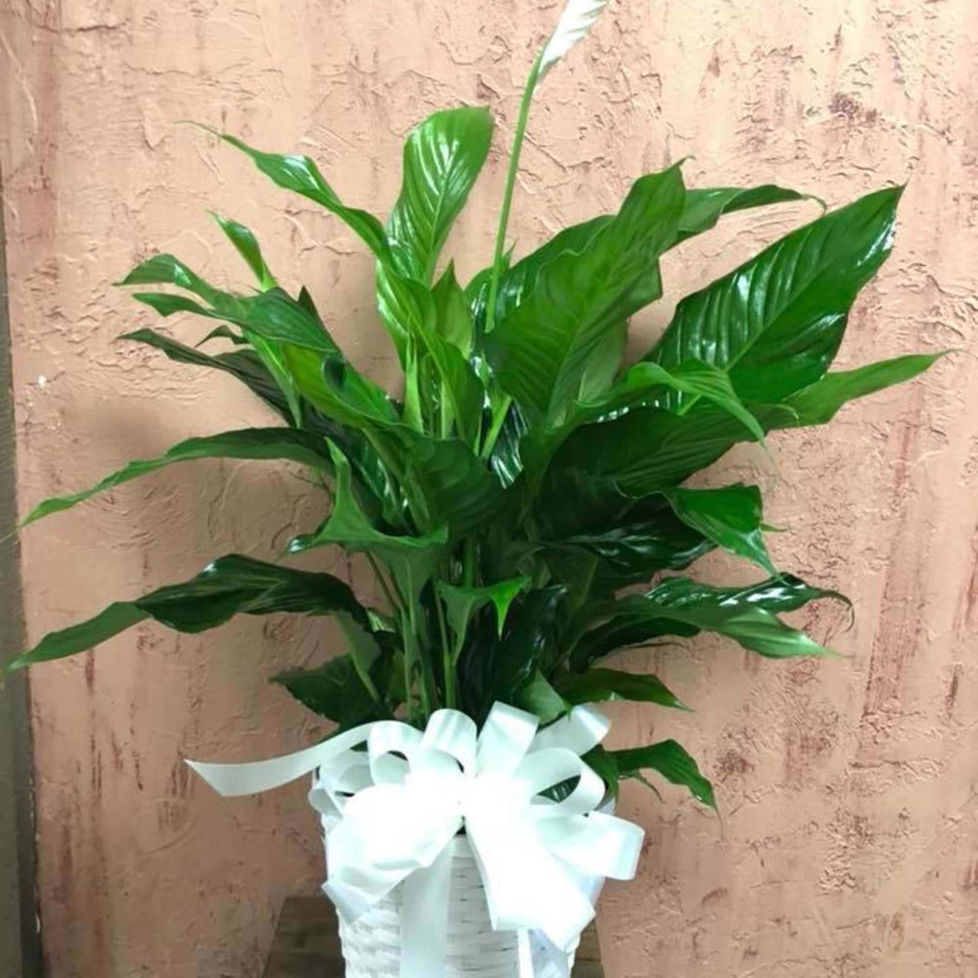 Tall green peace lily plant with a single white bloom in a white basket with a white bow