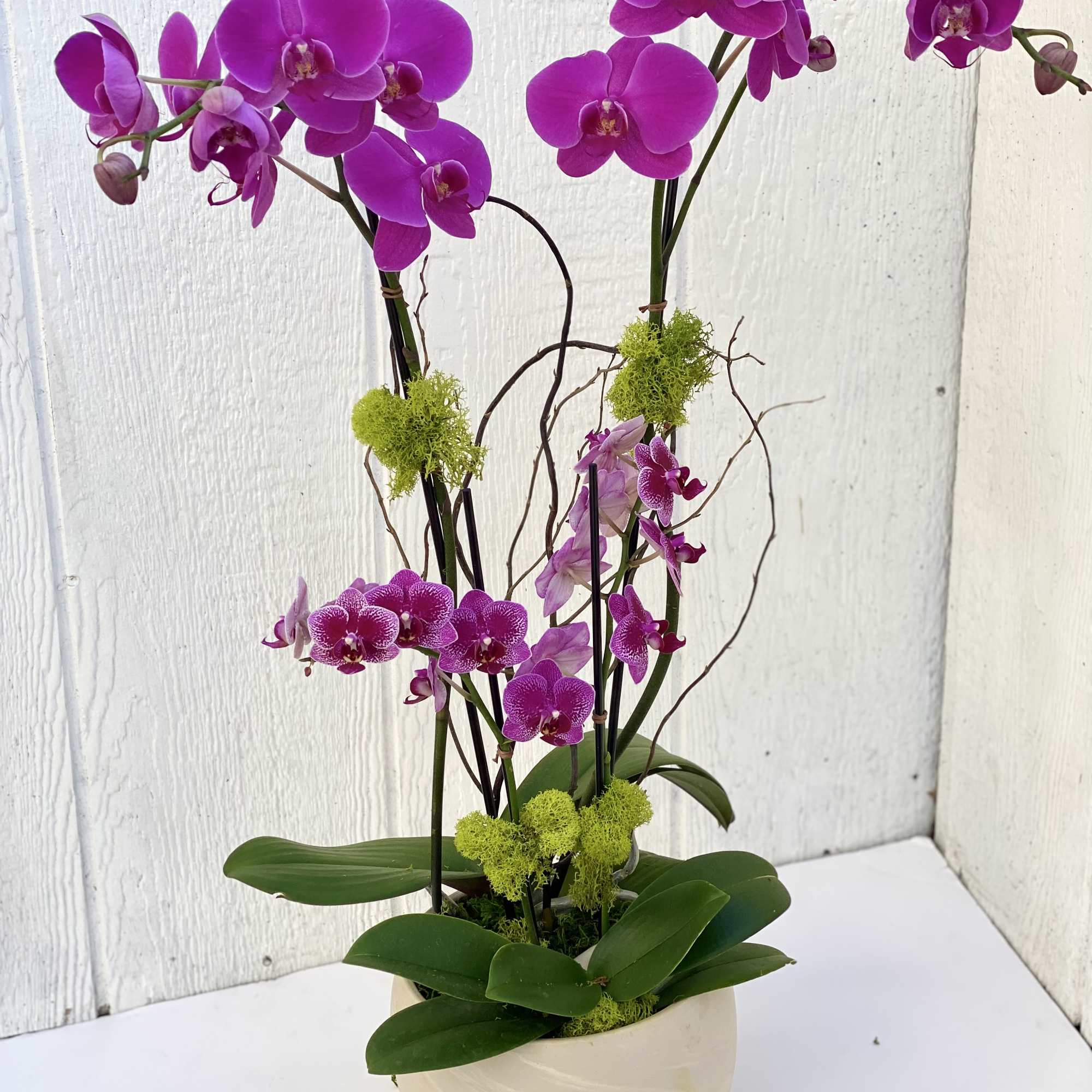 Purple orchids in a white ceramic pot