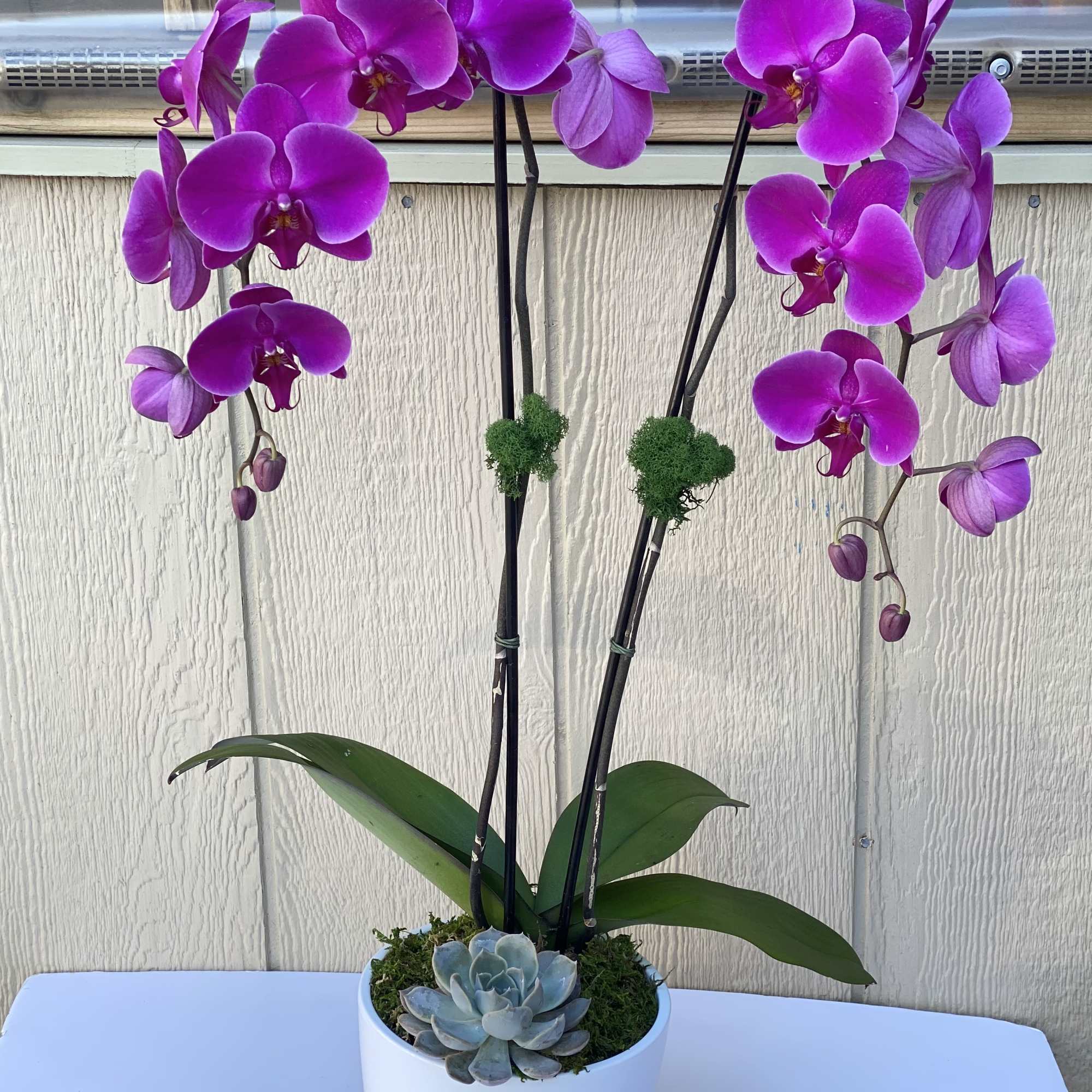 Potted purple orchids in a white container with a small succulent