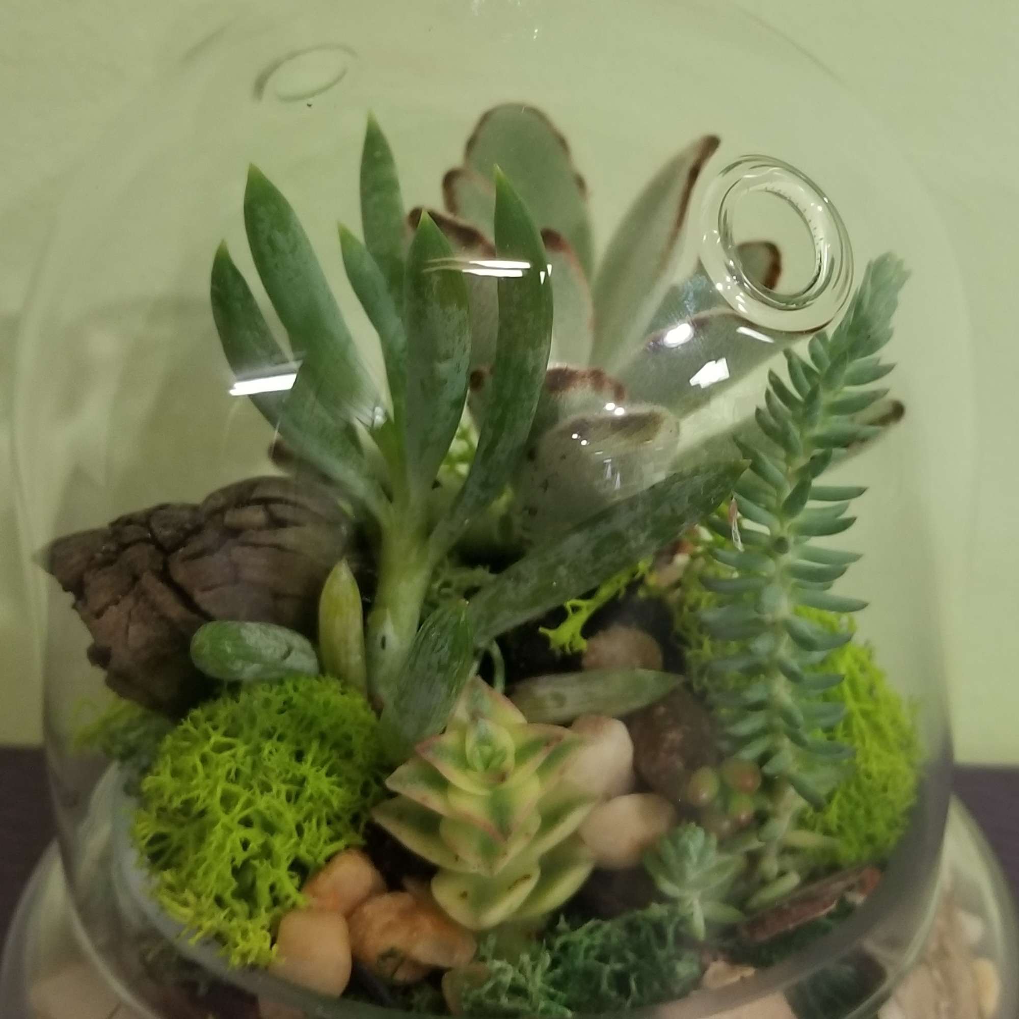 This unique terrarium is designed in a dome shaped terrarium container that