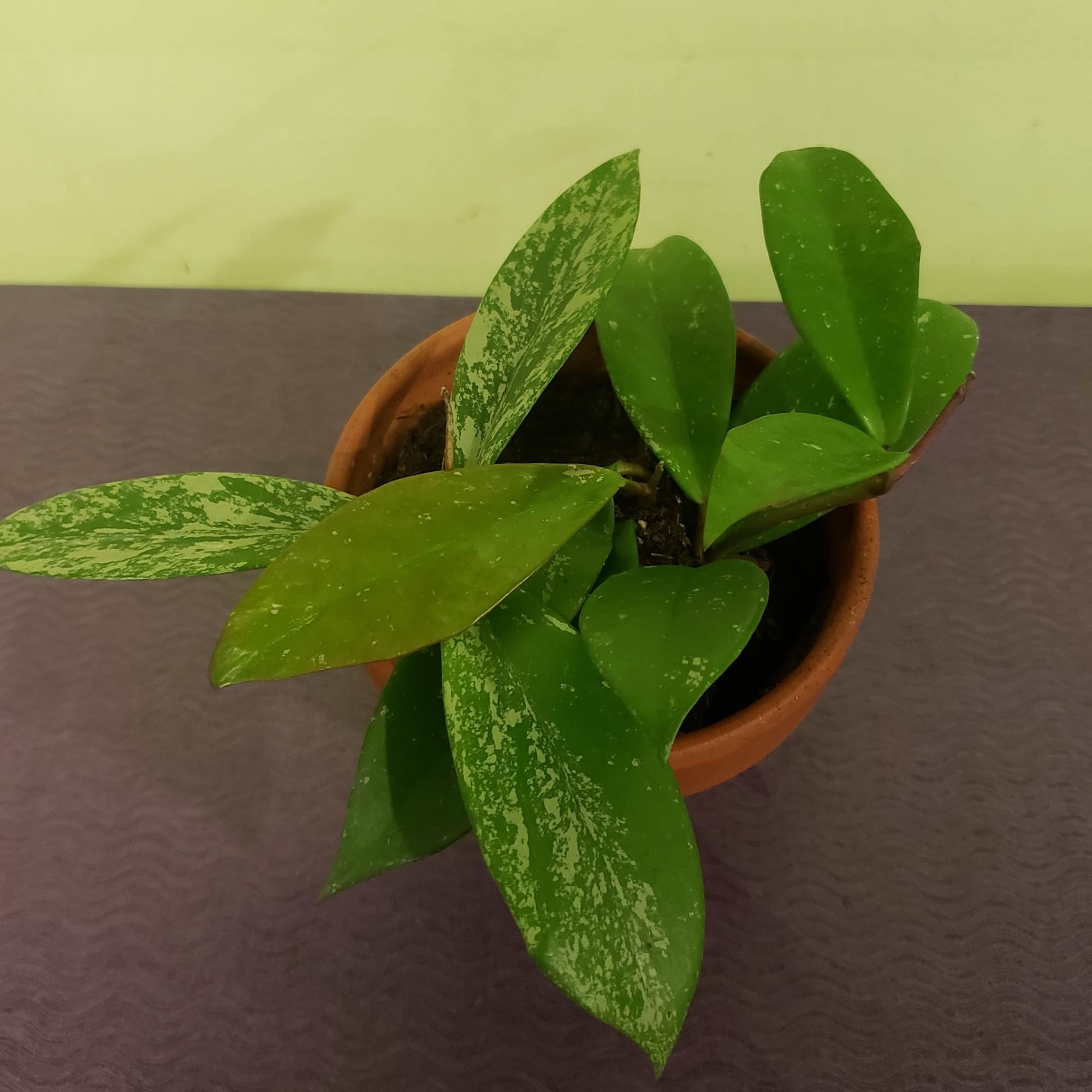 Potted green plant with variegated leaves in a terracotta pot