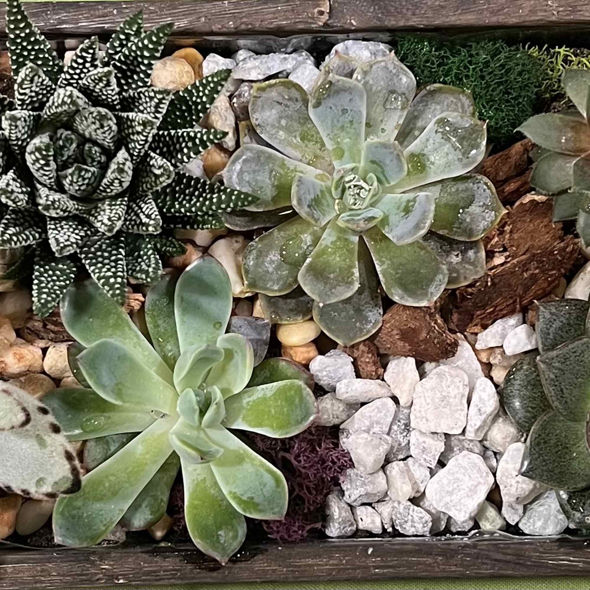 Tray of assorted succulents arranged with decorative stones