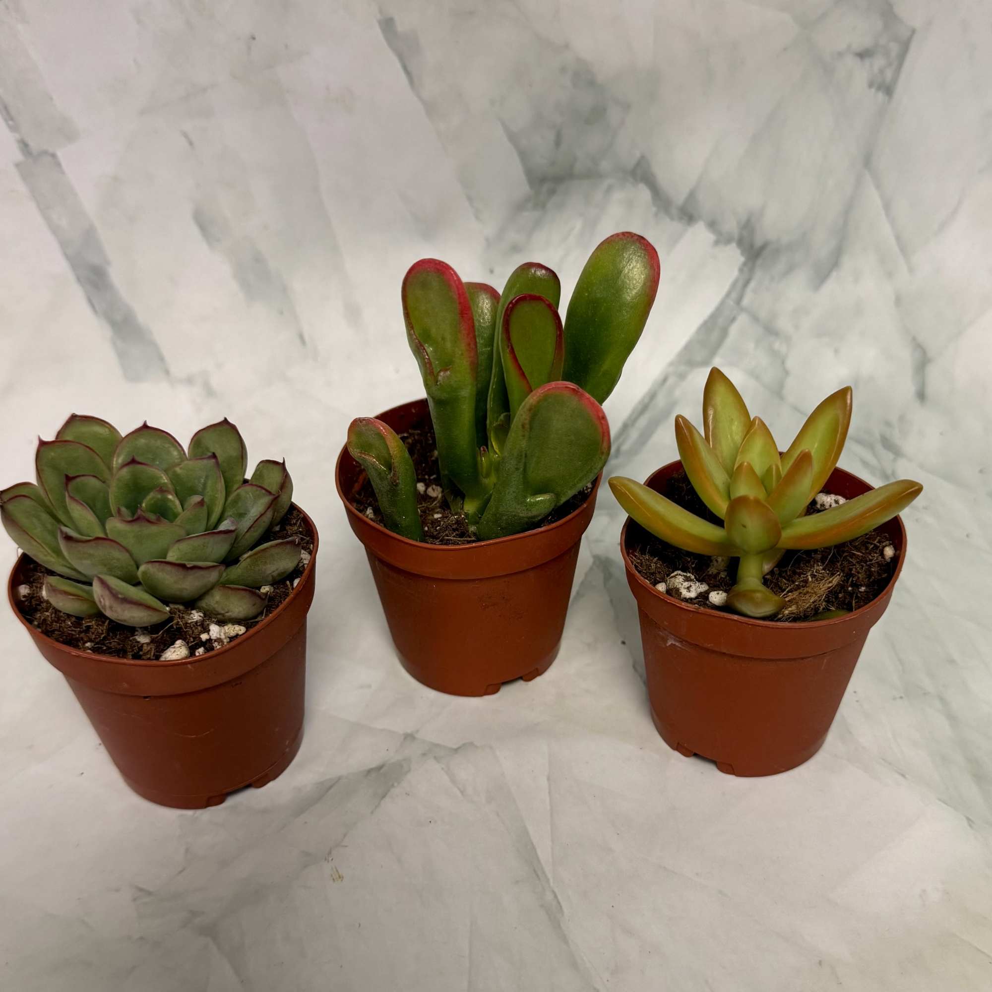 Three small potted succulents on a light marble surface