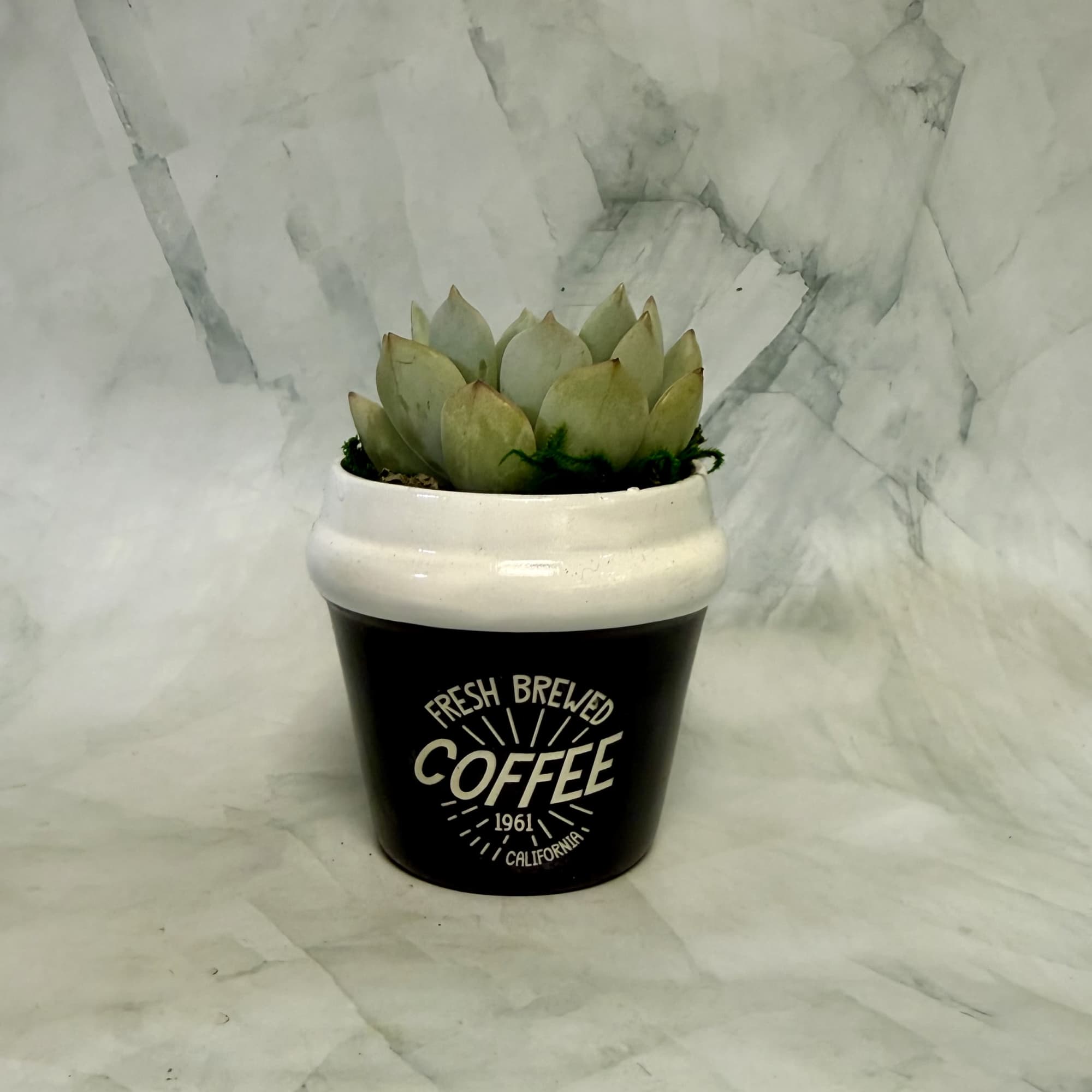 A playful coffee-themed succulent planter that brings modern, low-maintenance greenery to a, photo 2 of 4