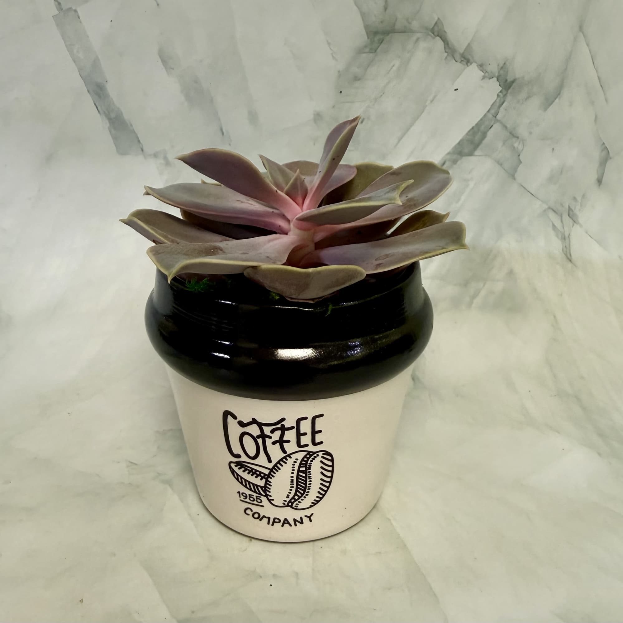 A playful coffee-themed succulent planter that brings modern, low-maintenance greenery to a, photo 3 of 4