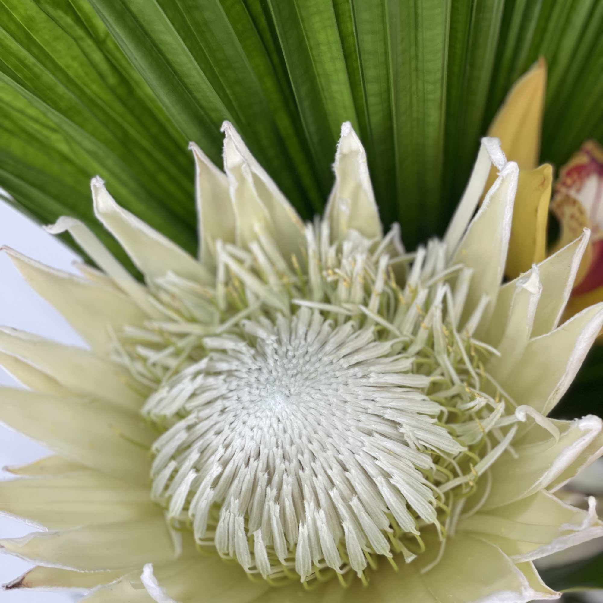 Close-up of a pale cream protea flower with a green palm frond behind it