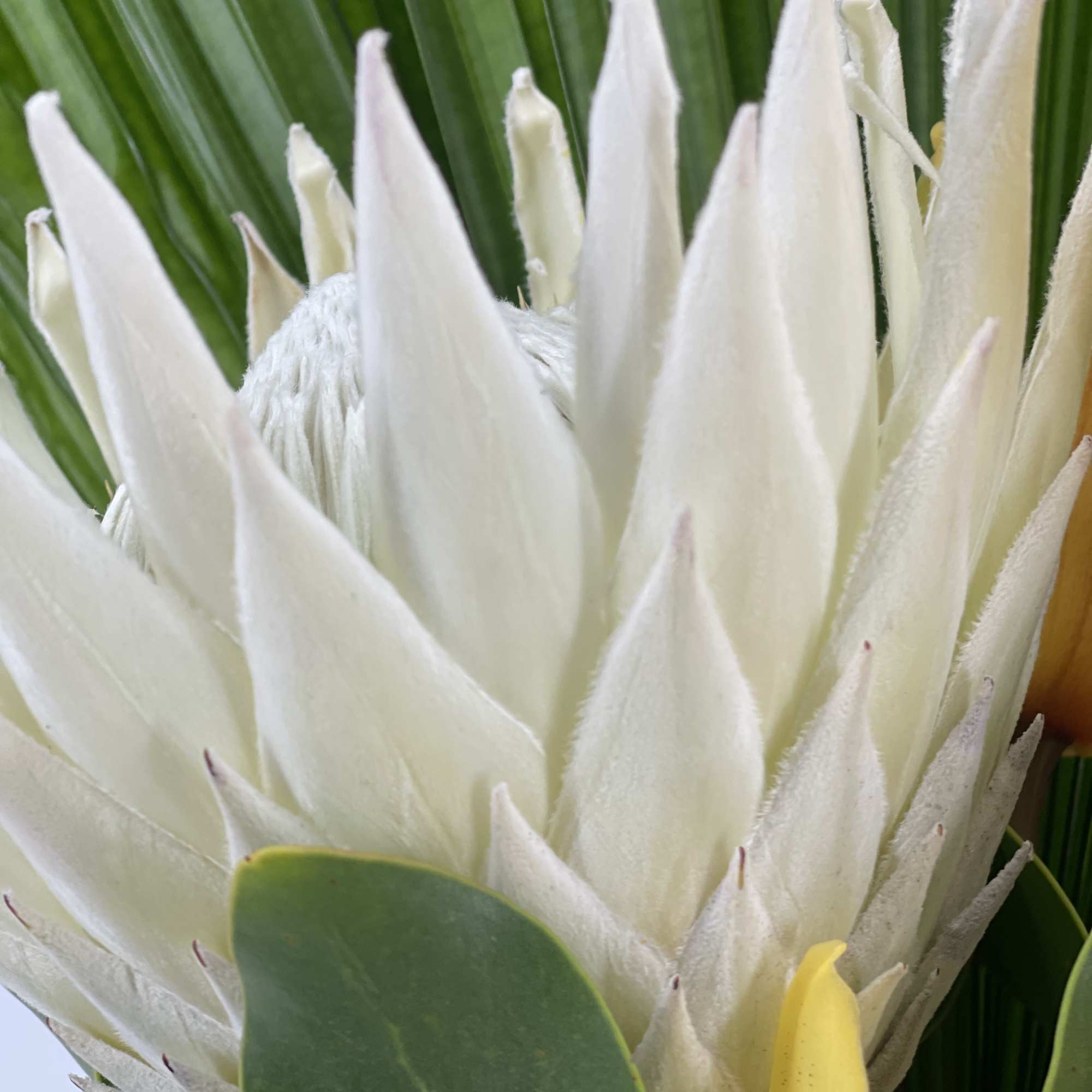 White protea bloom with green leaves