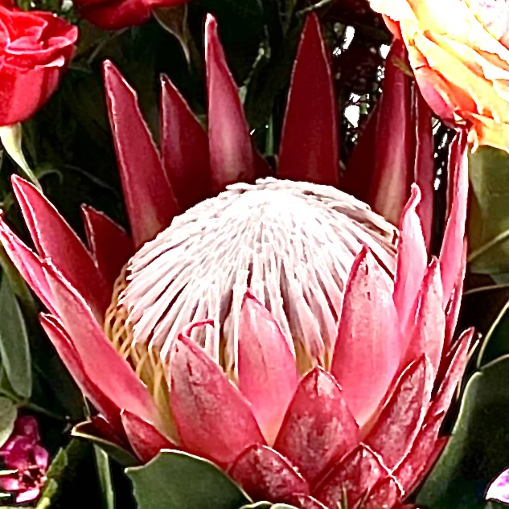 Close-up of a pink protea flower with surrounding red blooms