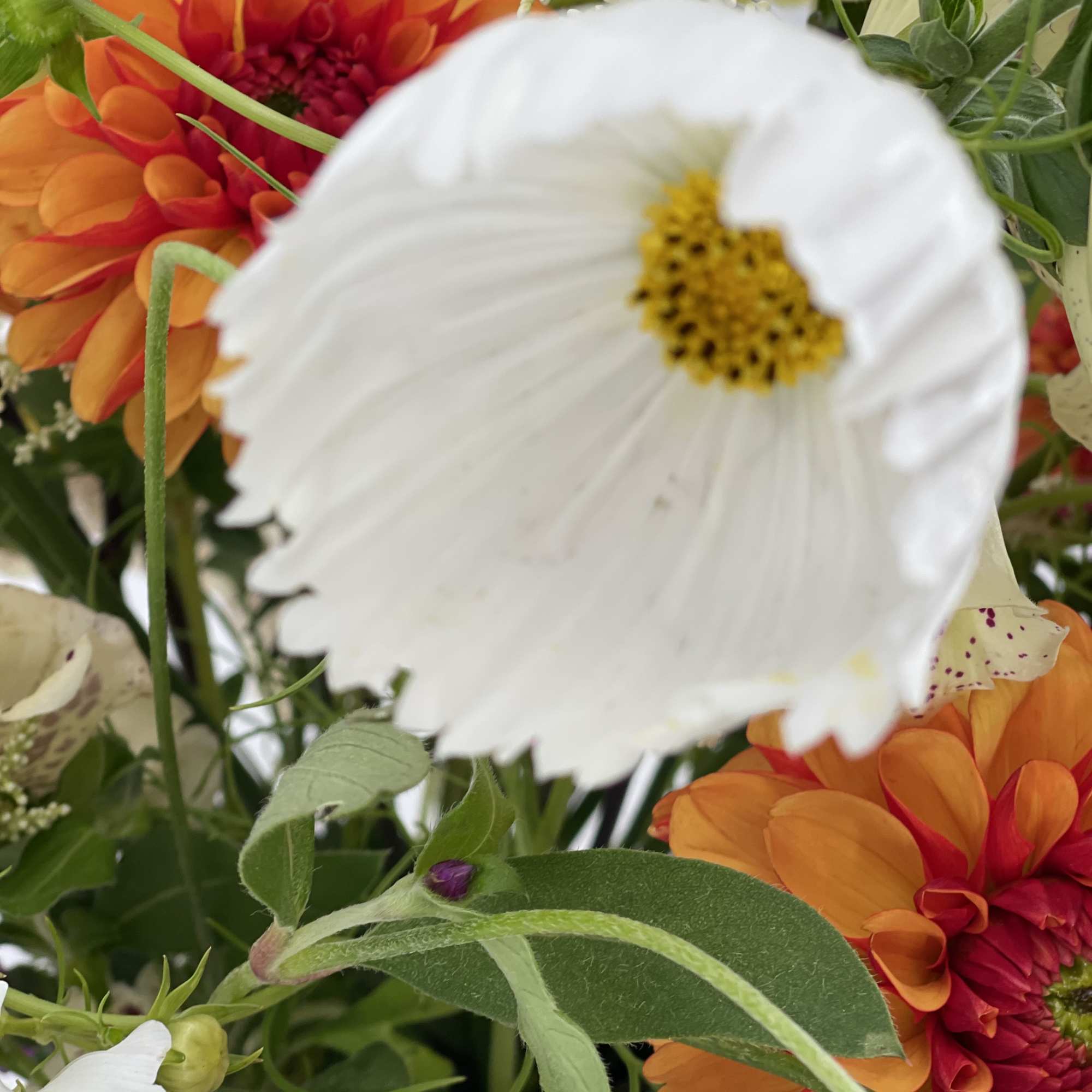 Close-up of orange and white daisy-like flowers in a mixed bouquet