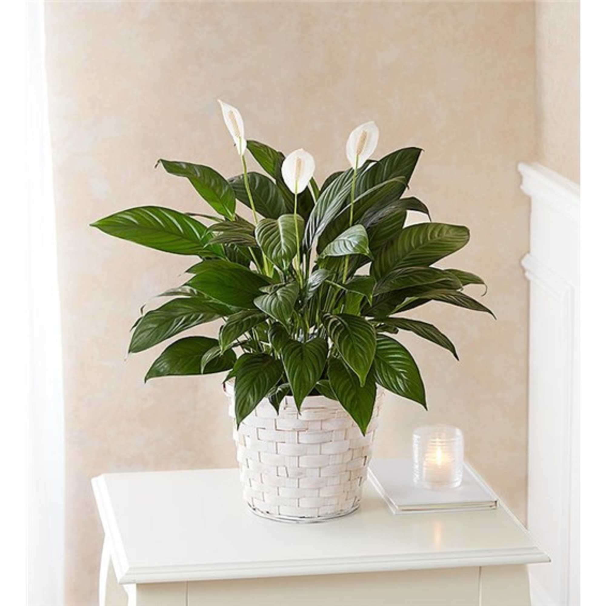 White potted peace lily plant with white blooms on a table