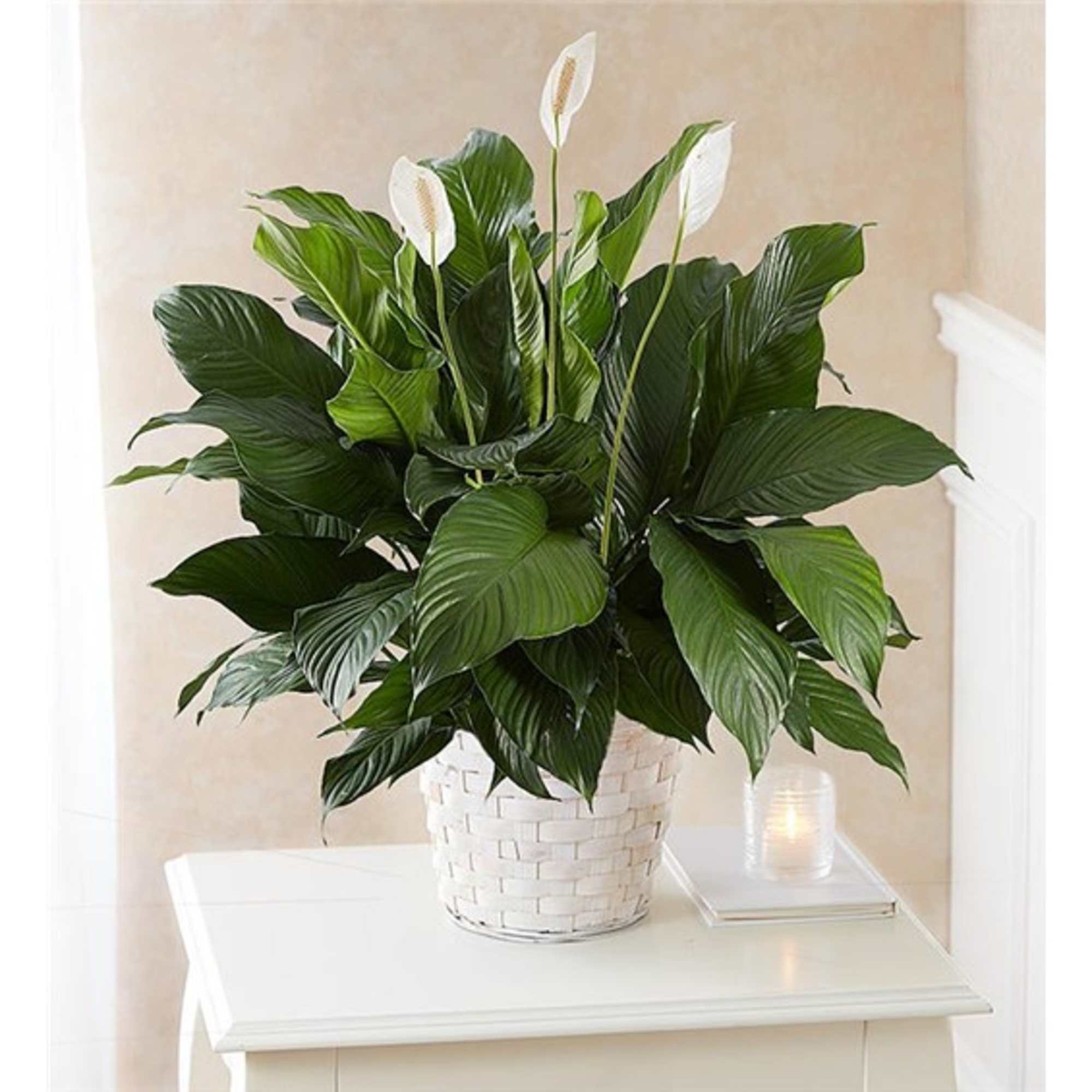 Potted peace lily with white blooms in a white woven basket