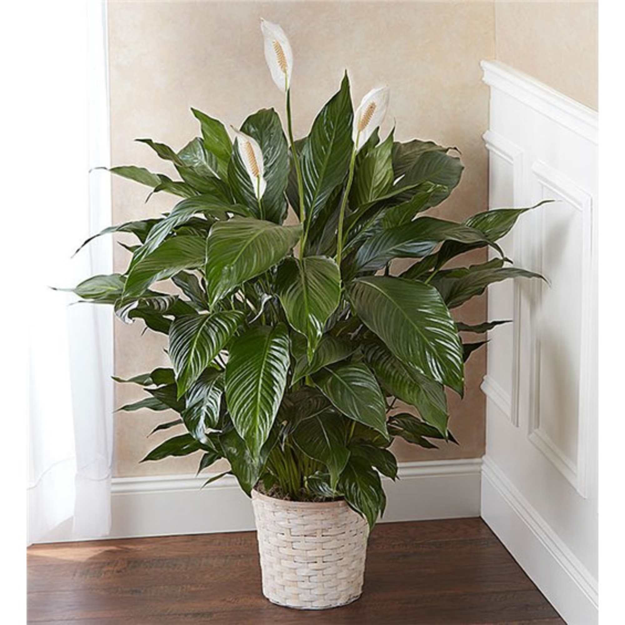 Potted peace lily with white blooms in a woven basket planter