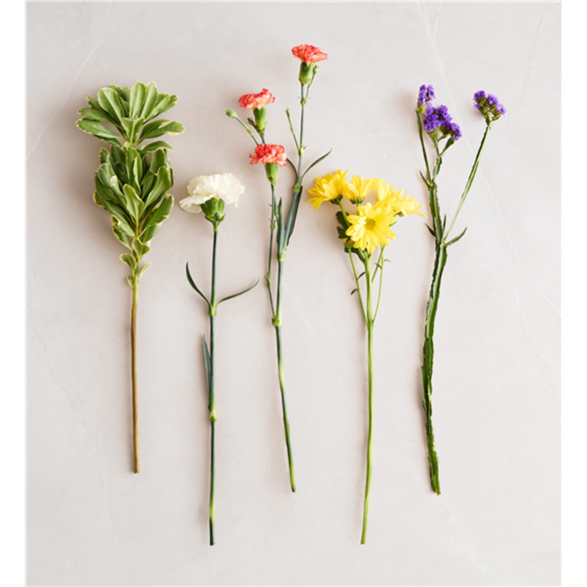 Five single flower stems laid out on a light background